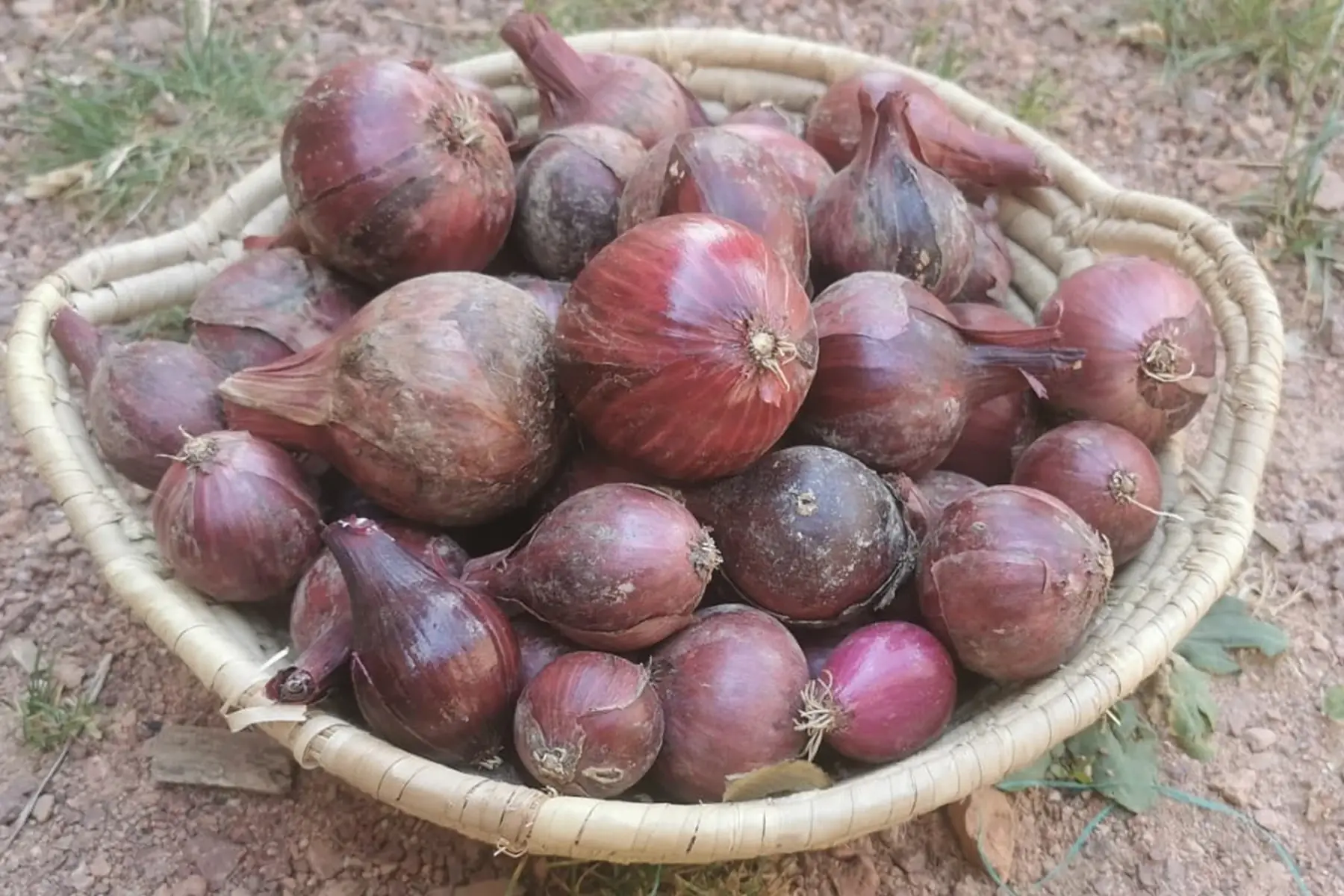 oignons rouges conservation