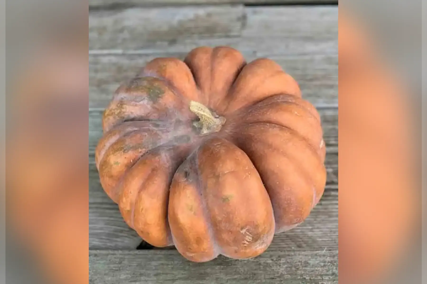 Courge mini musquée EN PROMO