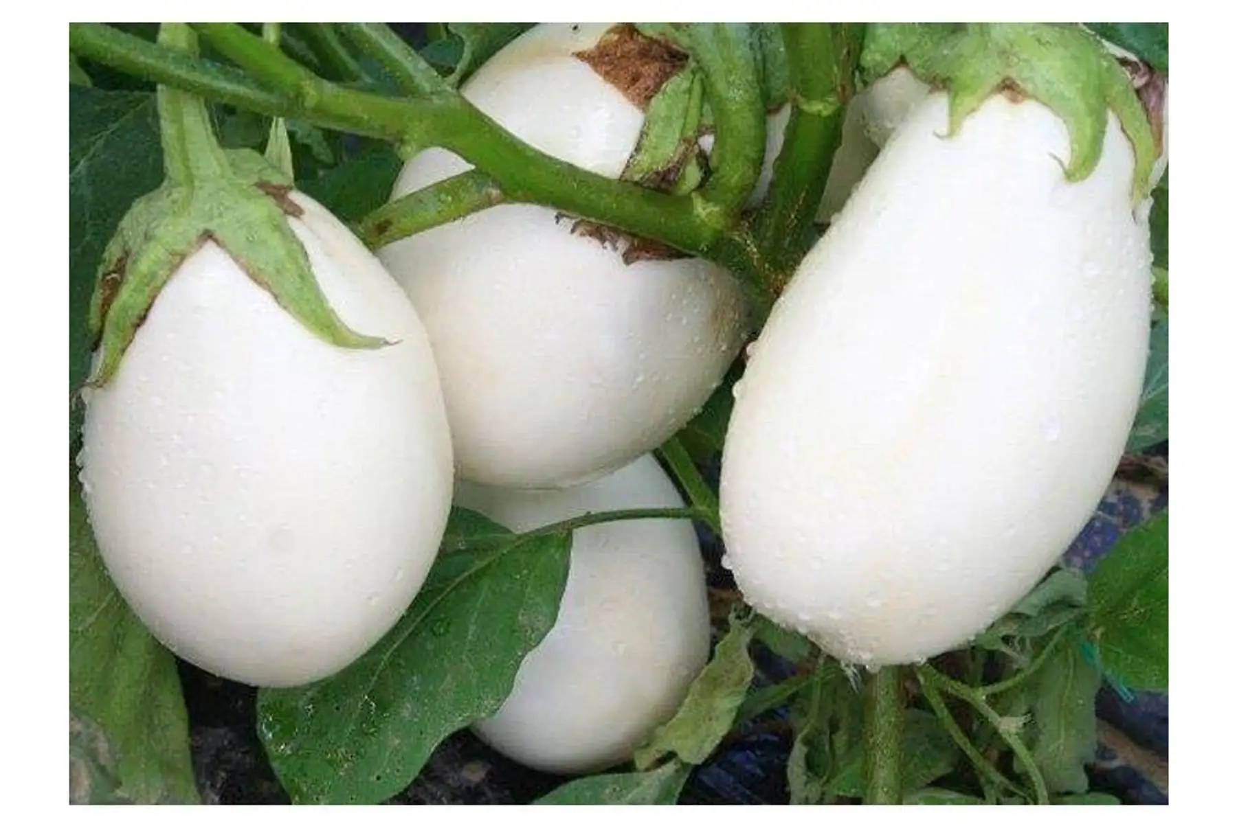 aubergine blanche