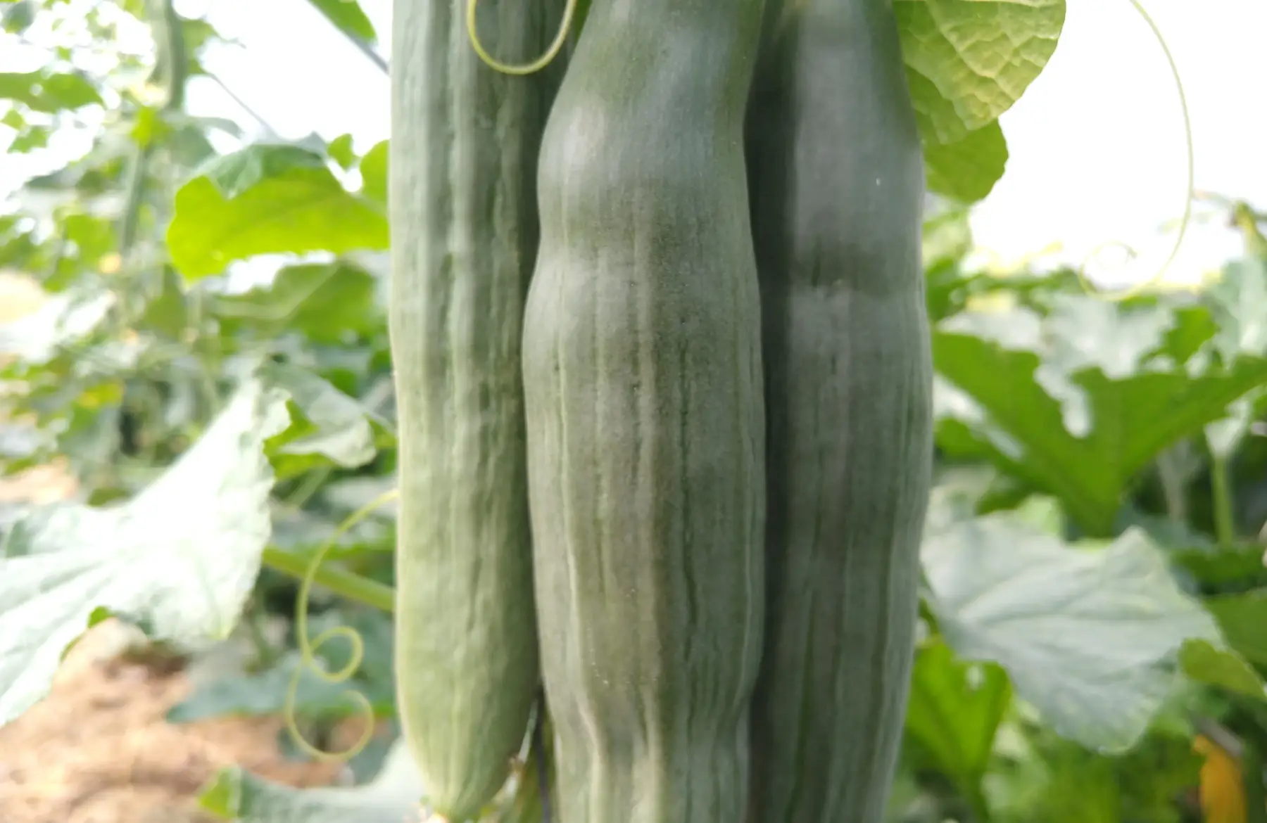 Concombre long lisse