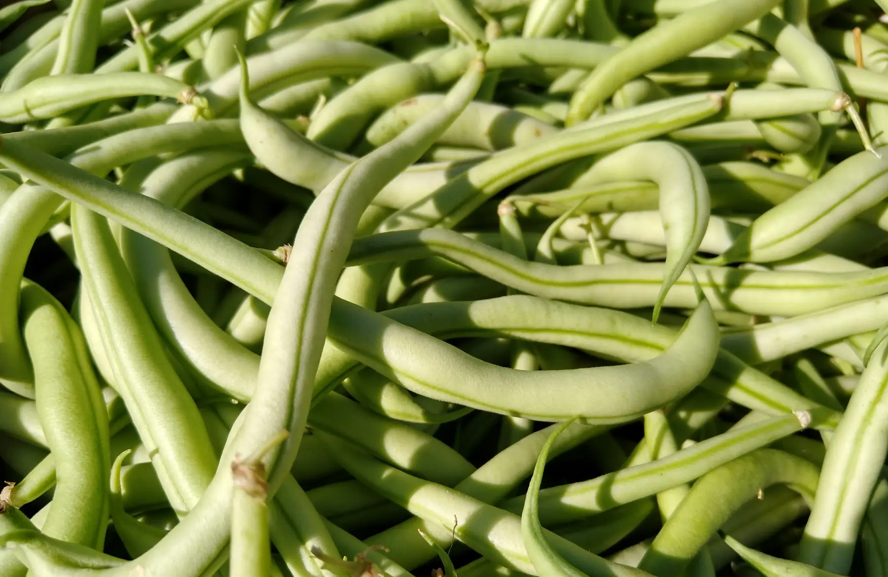 Haricots verts