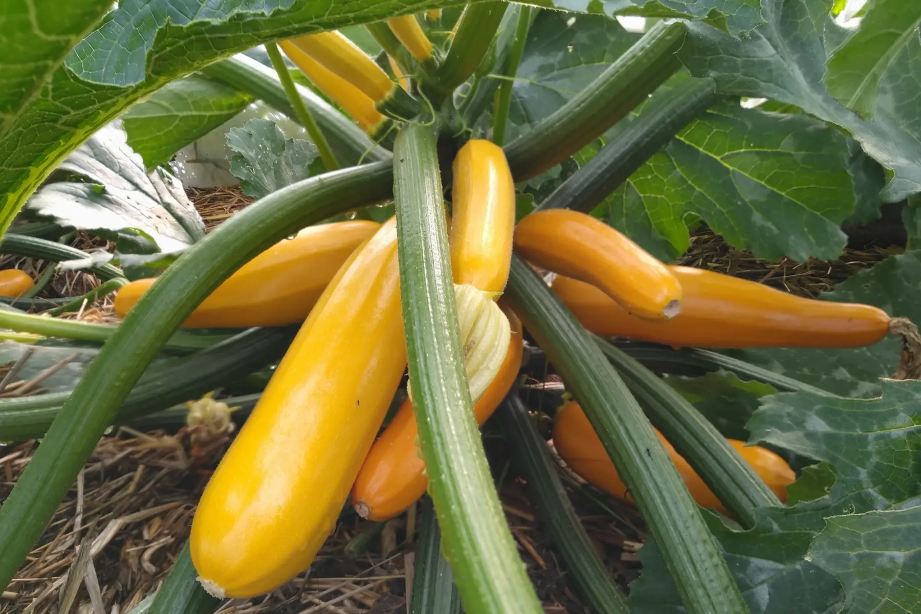 courgettes jaunes