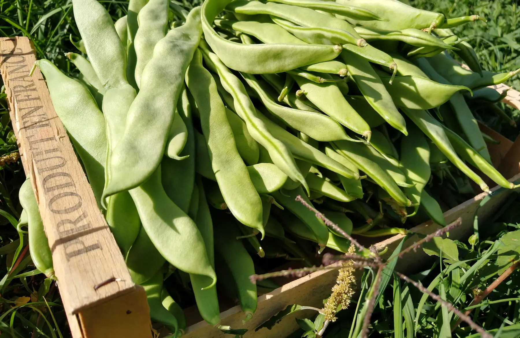 Haricots plats