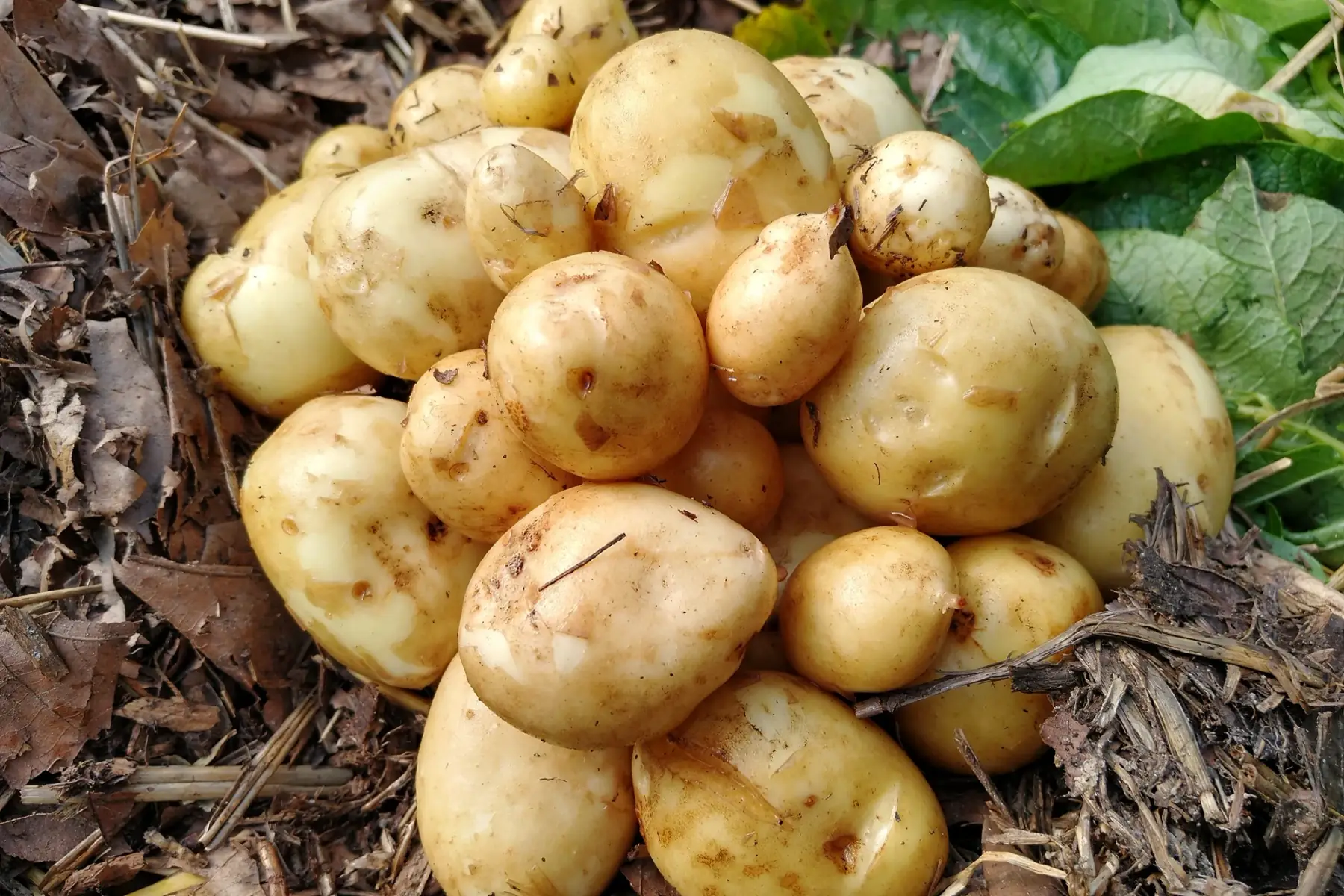 Pommes de terre