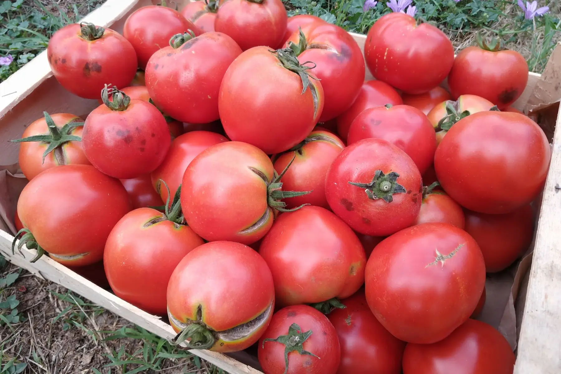 Tomates à coulis