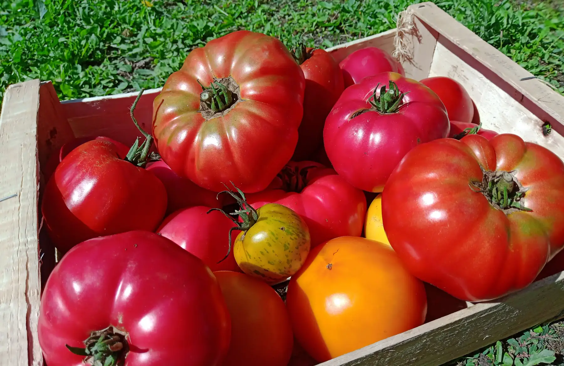 tomates anciennes