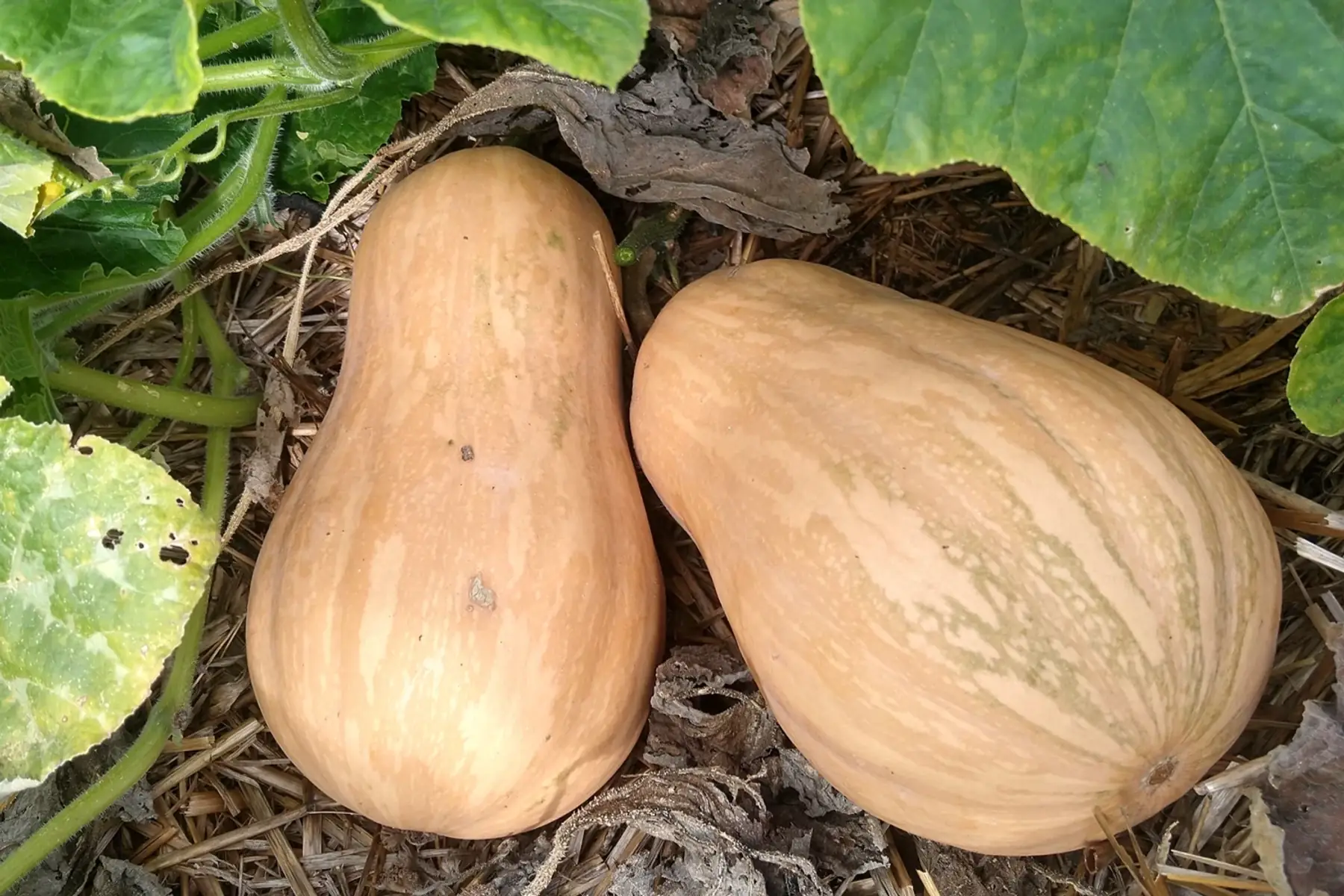 Courge Sucrine du Berry