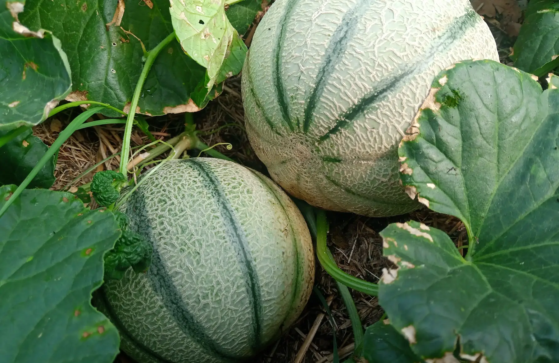 Melon, type 'charentais'
