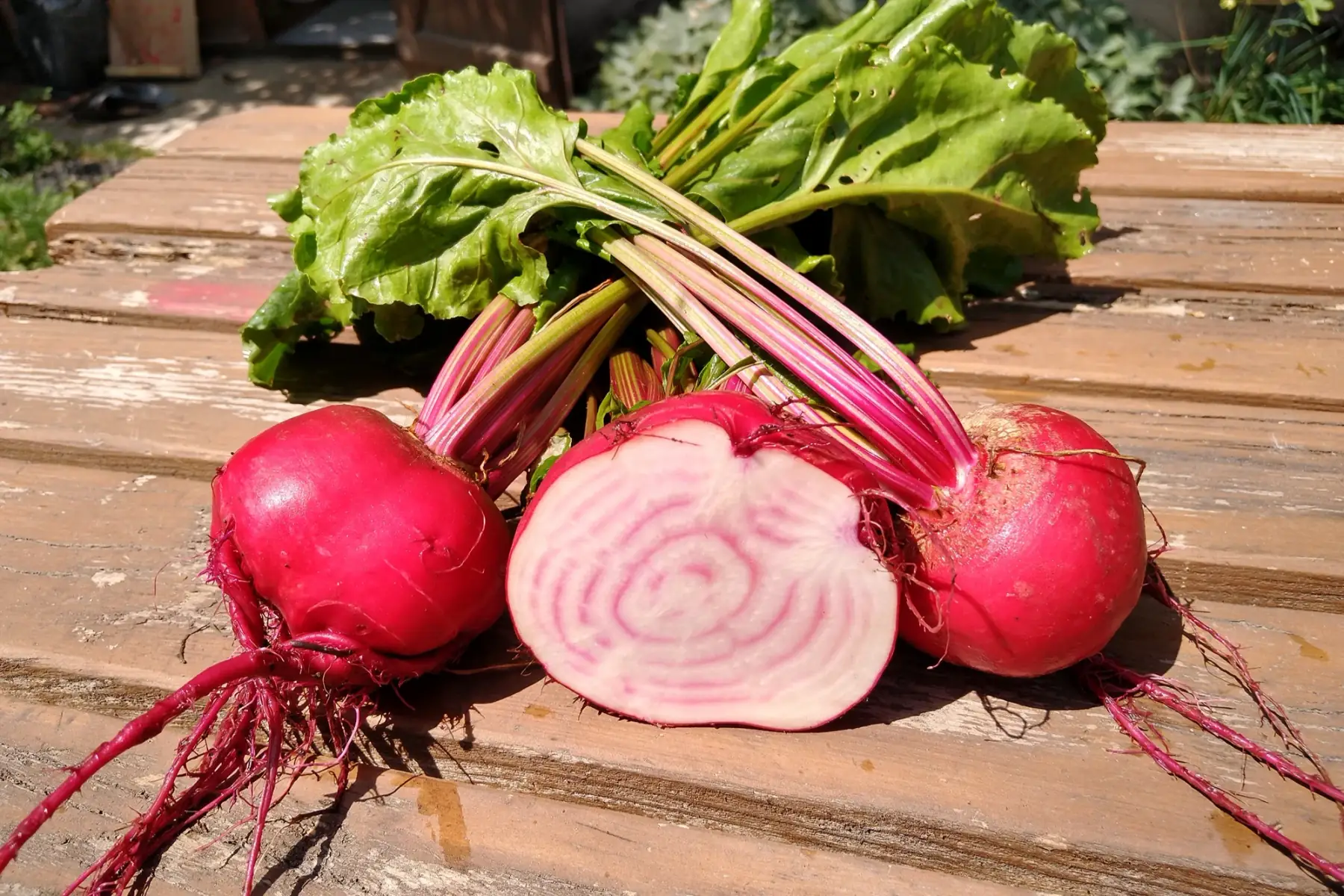 betterave de Chioggia