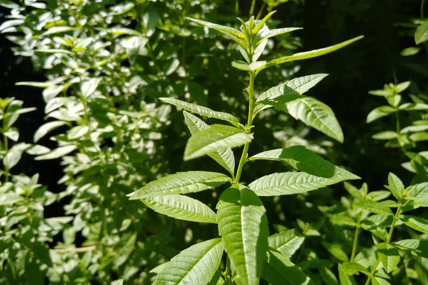 Verveine citronnelle