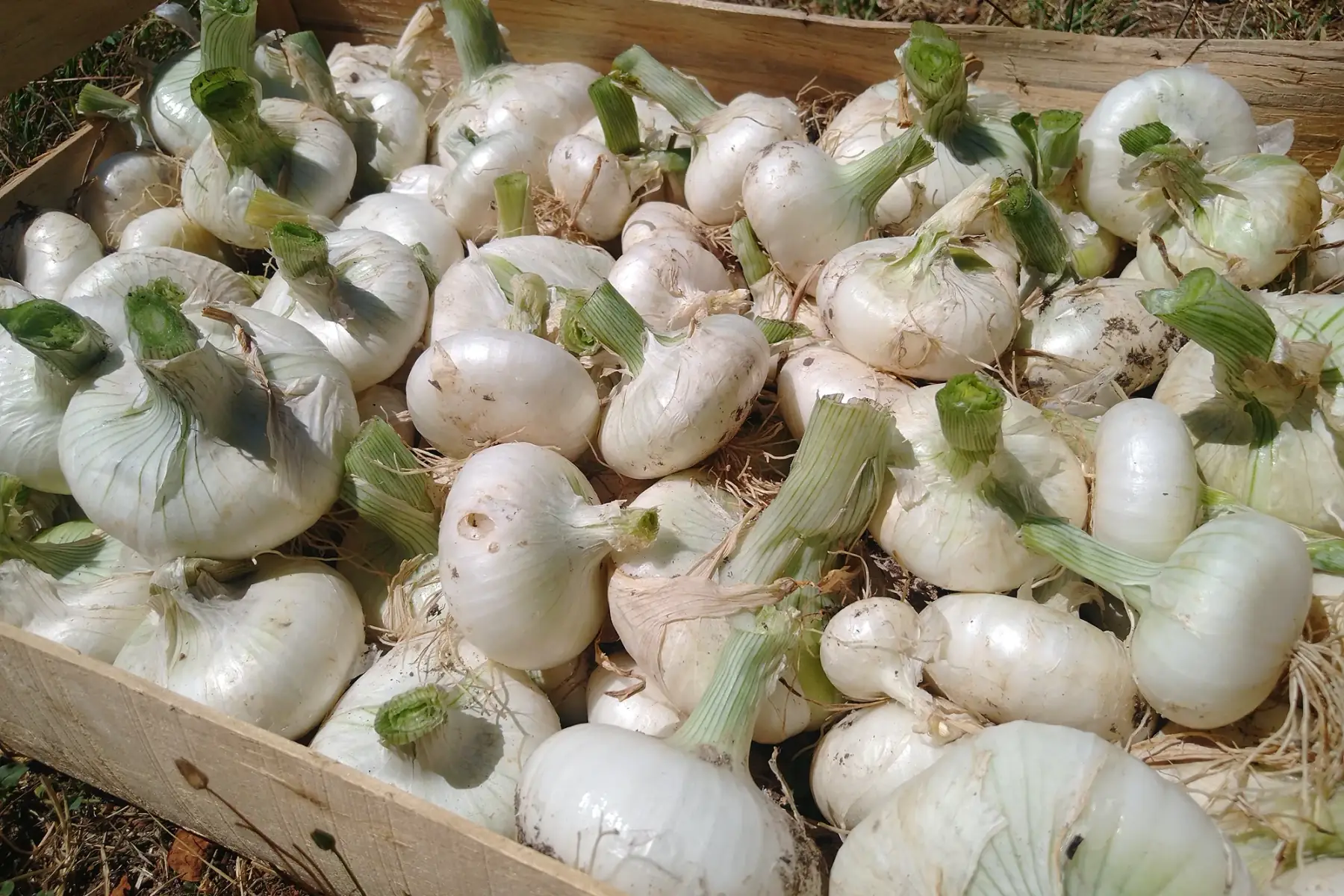 Oignons blancs