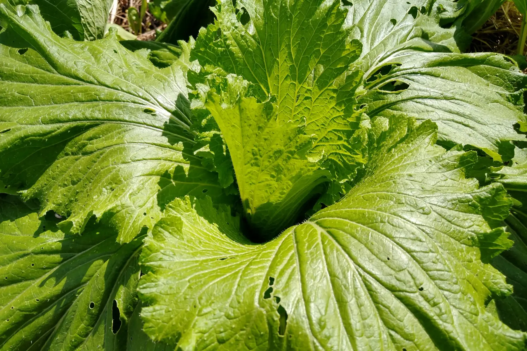 Chou chinois pé tsaï