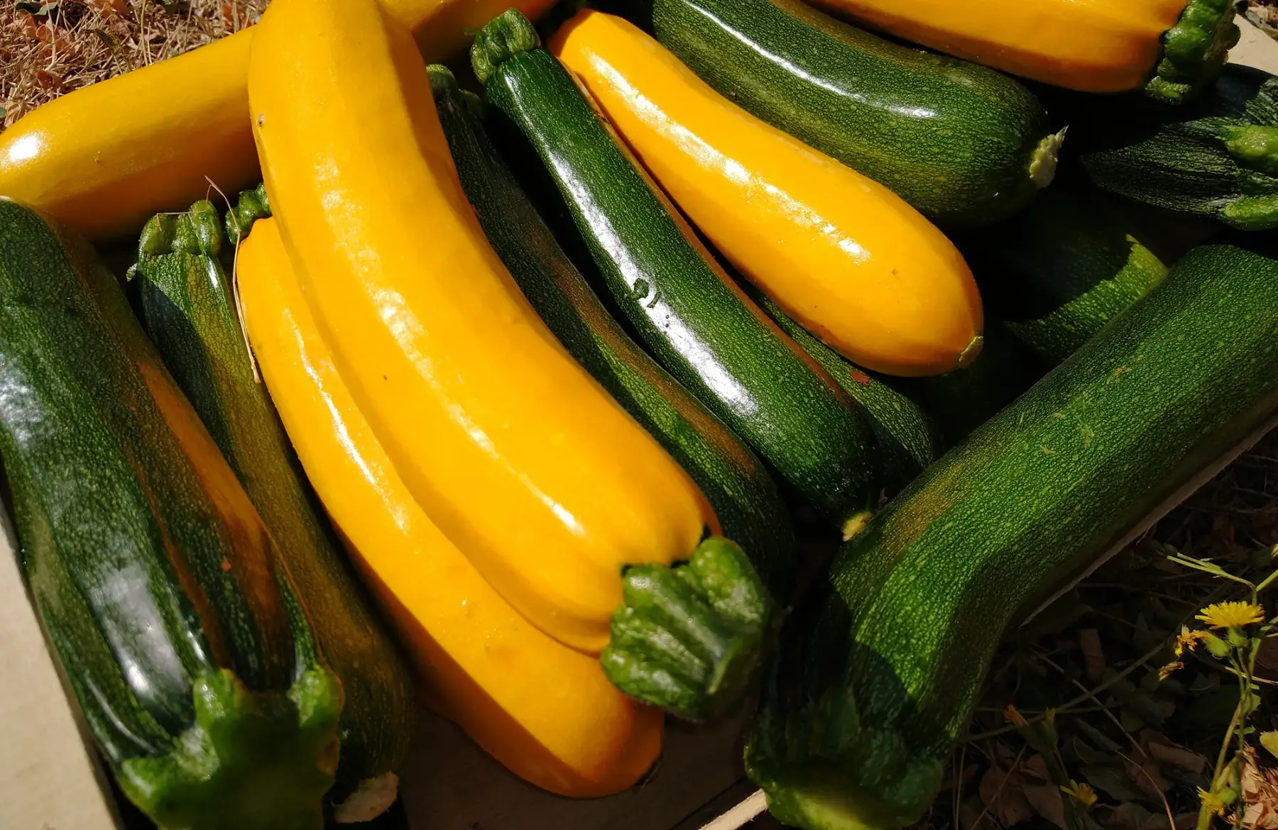 Courgettes vertes & jaunes