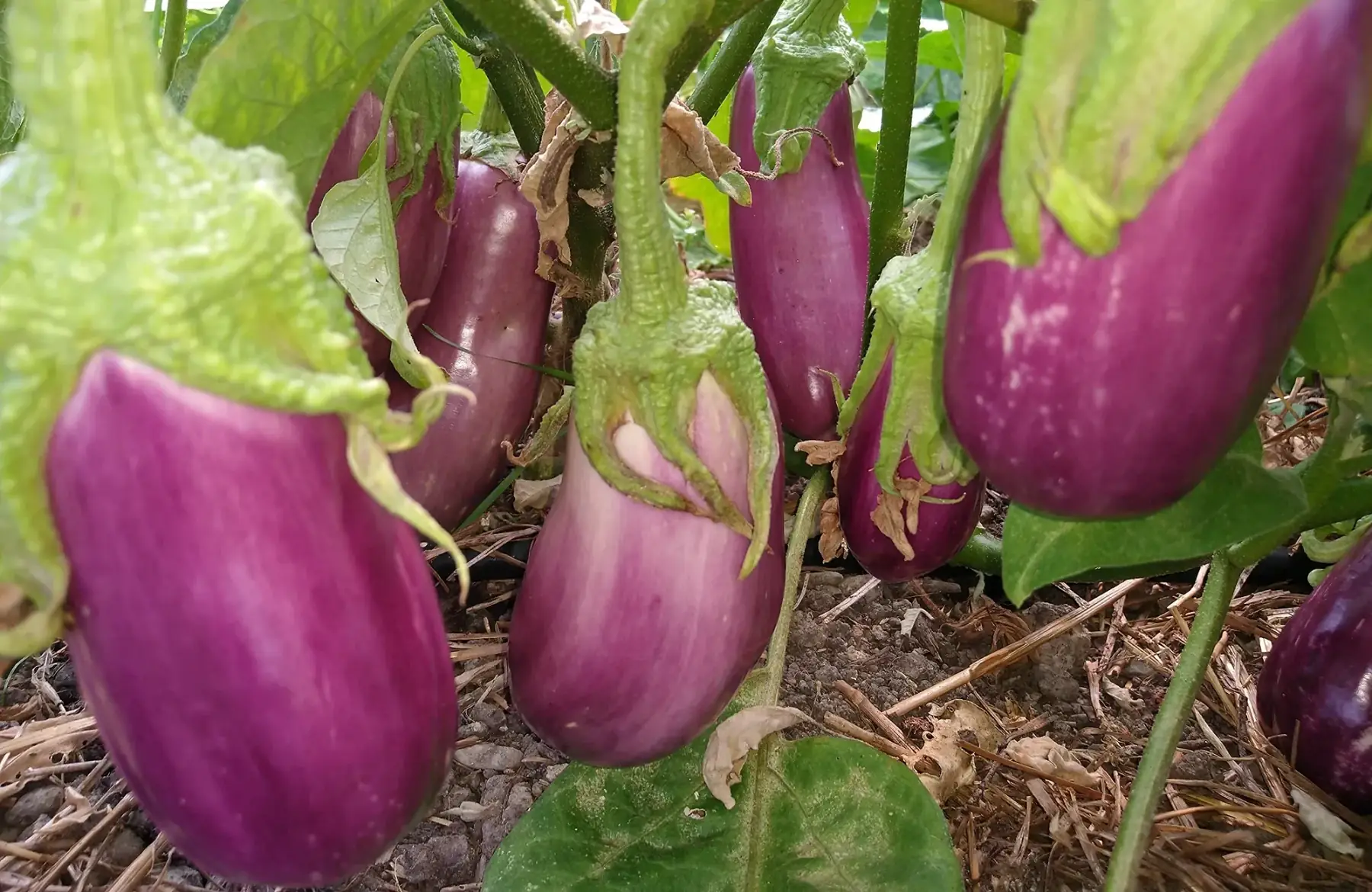 Aubergine rose
