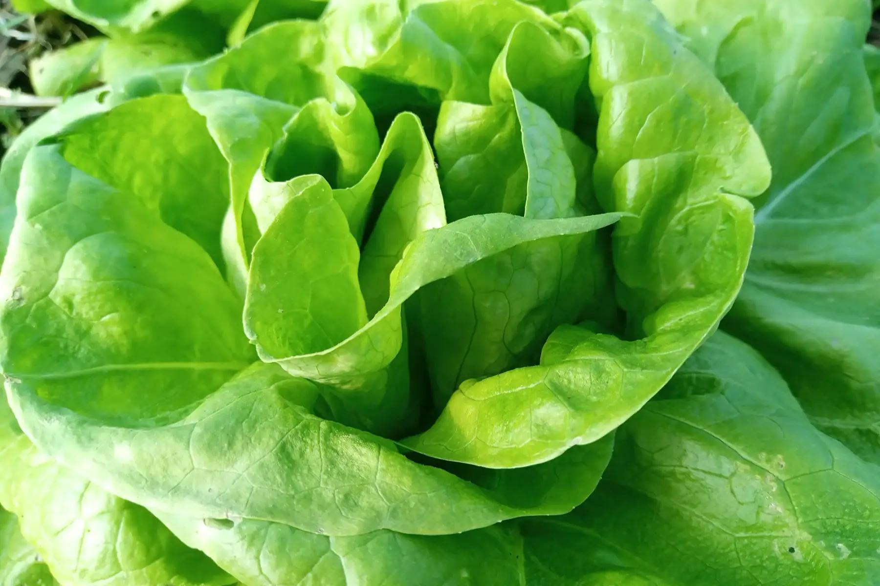 Laitue beurre