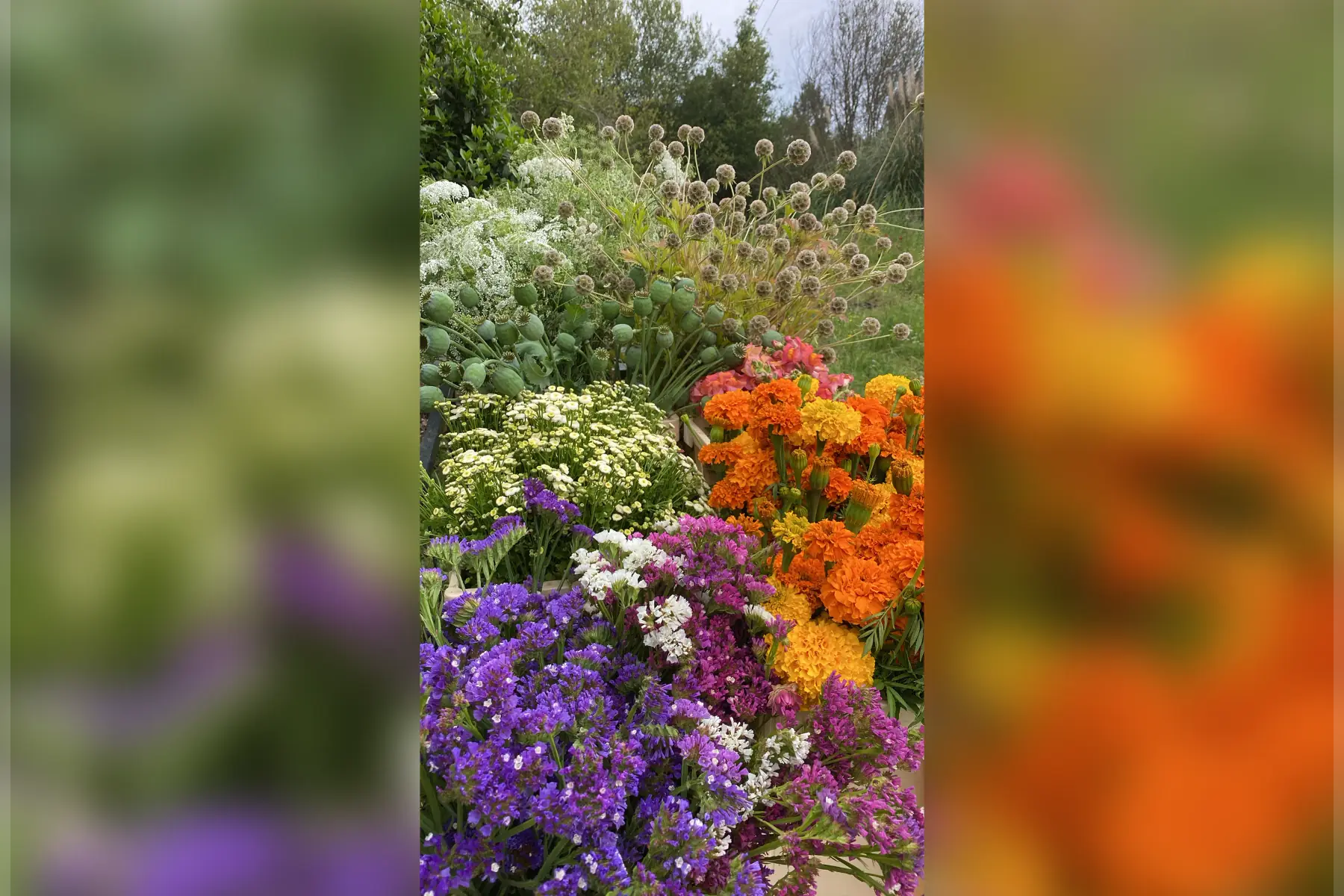 Ferme Florale des Marrous