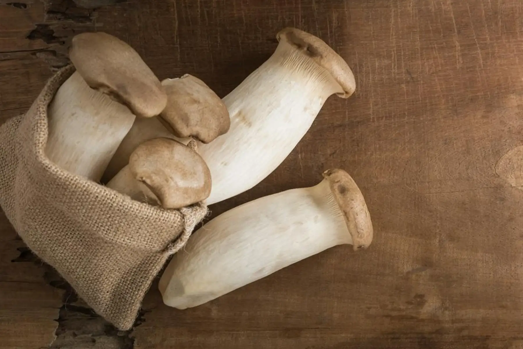 pleurote du panicaut