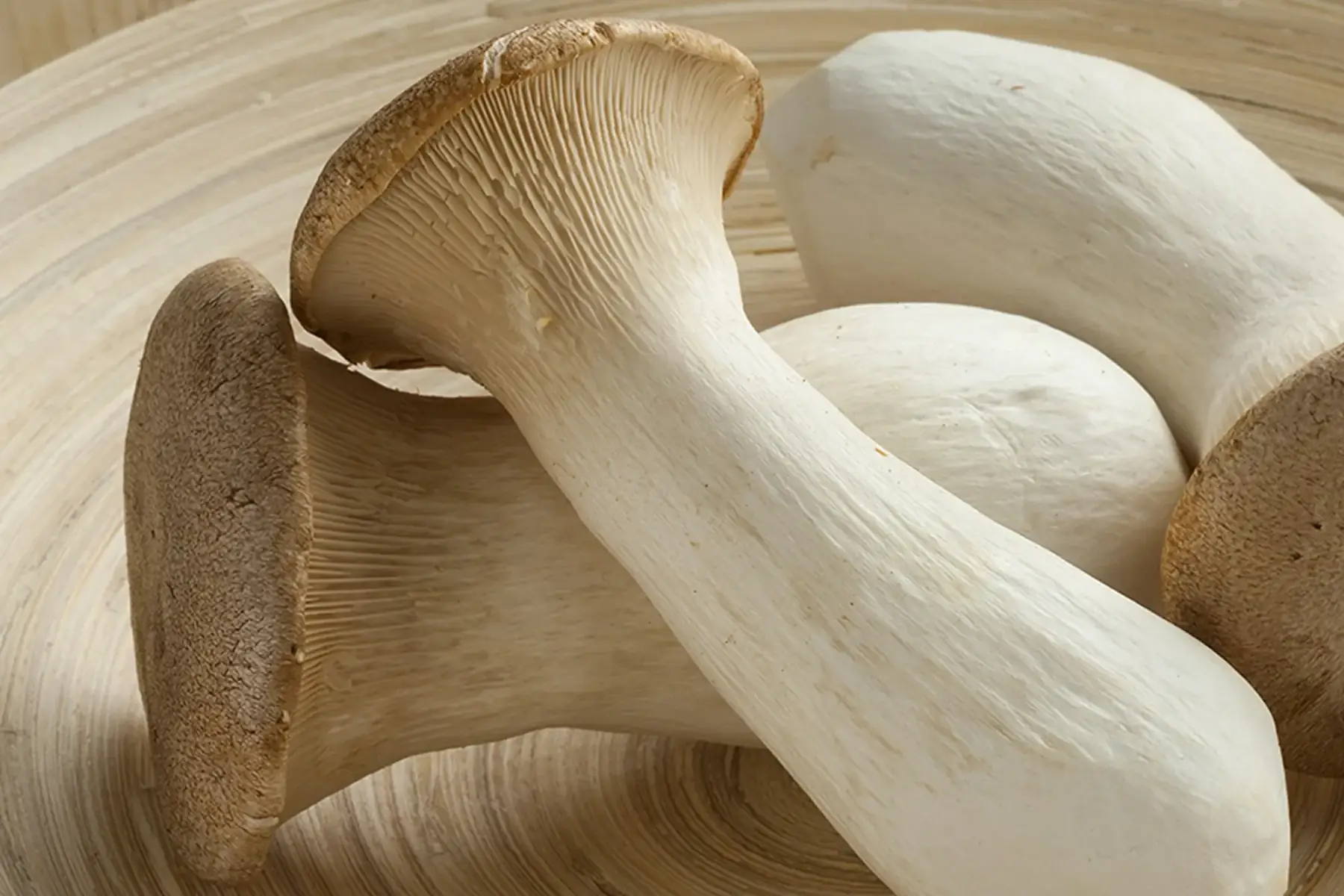 champignons de kerean