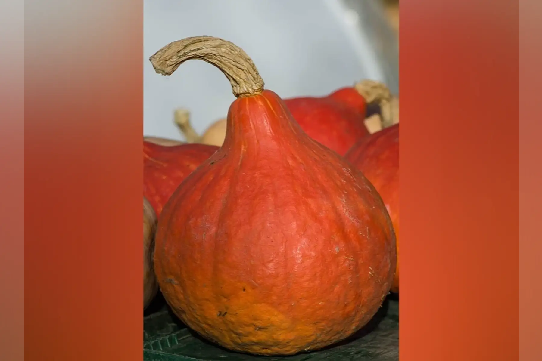 Potimarron bio (petit)