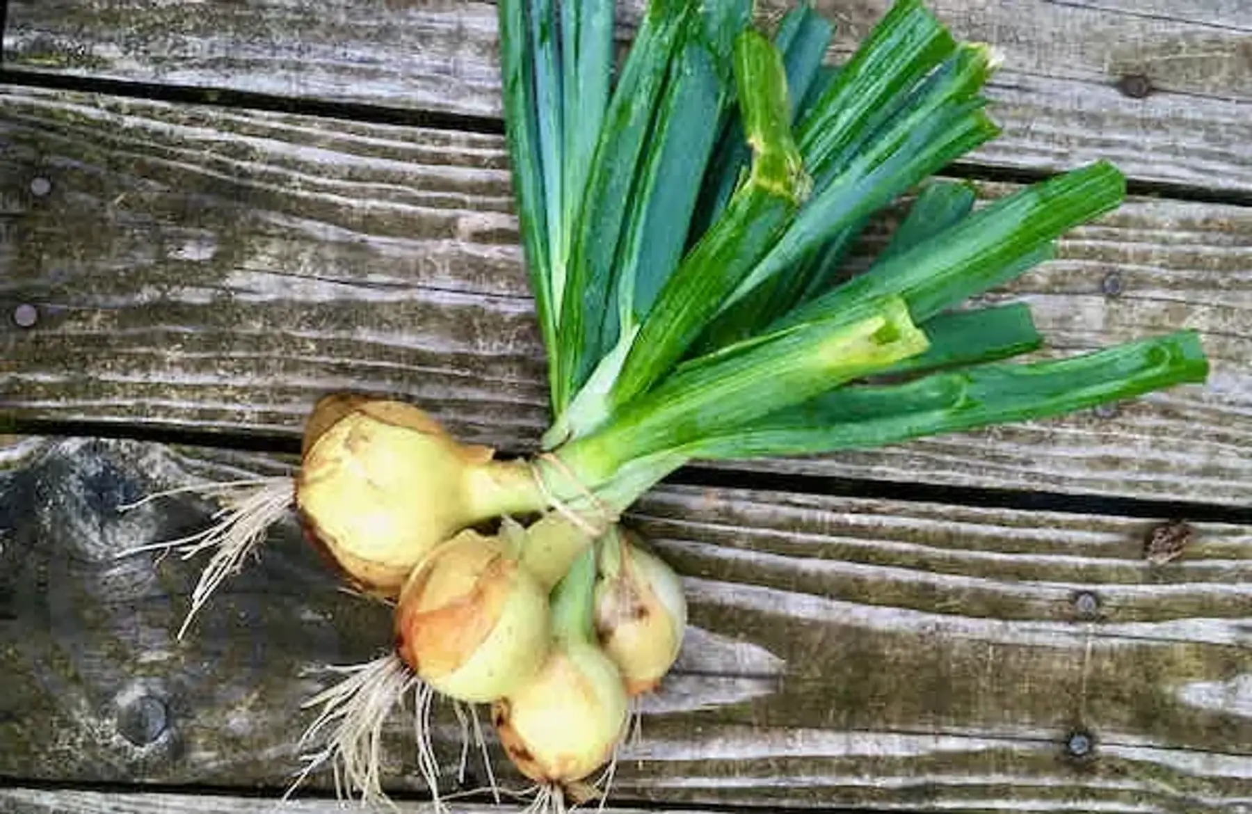 Oignon jaune nouveau botte bio