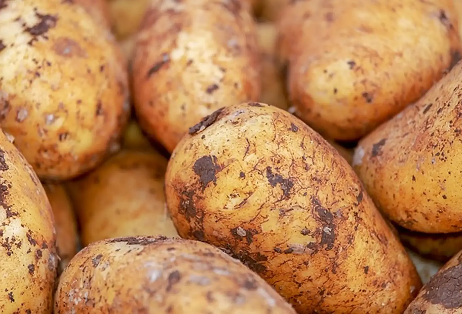 Pomme de terre type Binjte