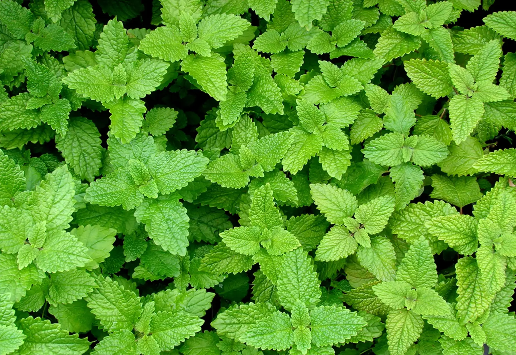 Mélisse citronnelle