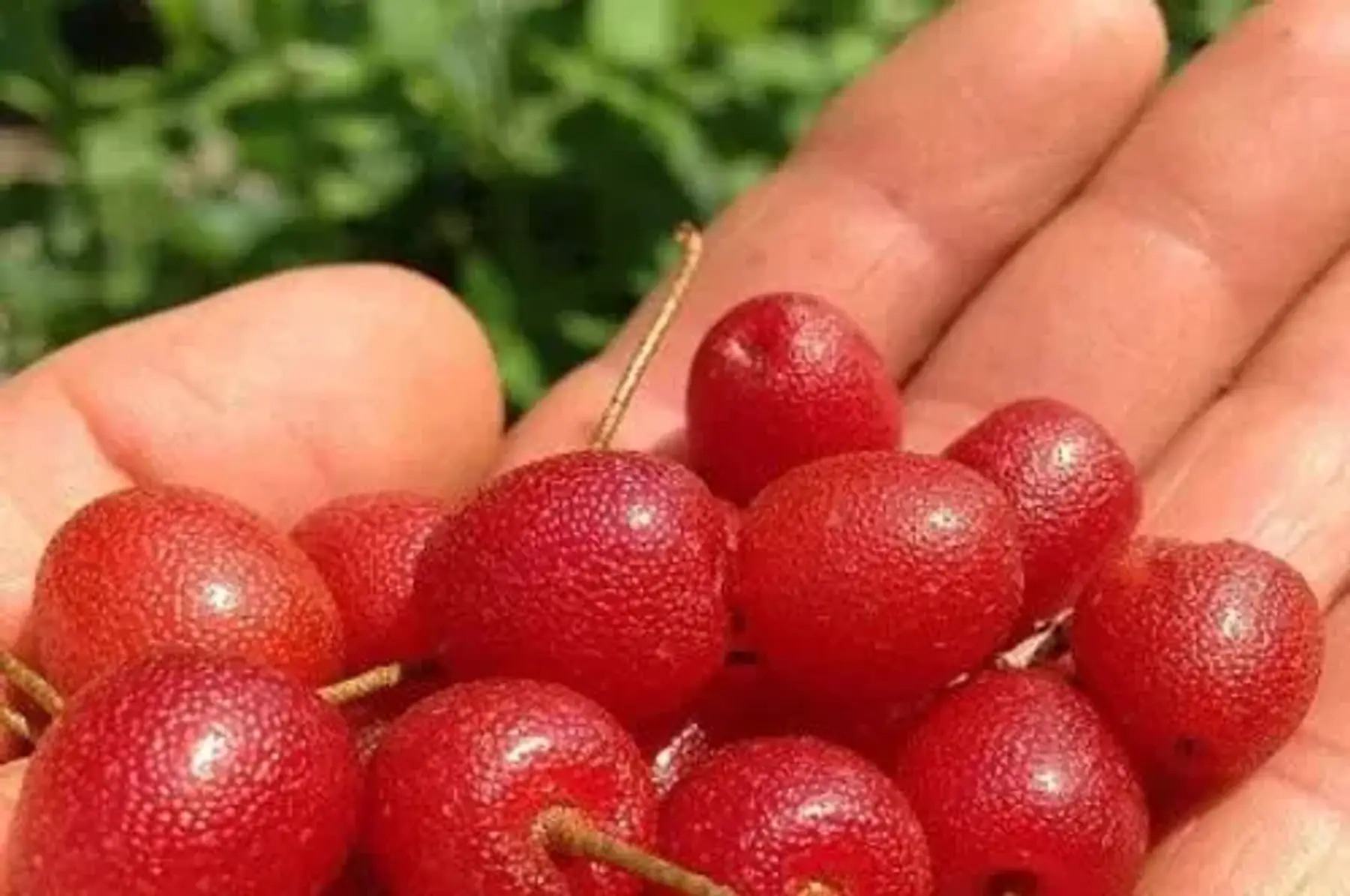 Goumi du Japon rouges 'Sweet Scarlet'