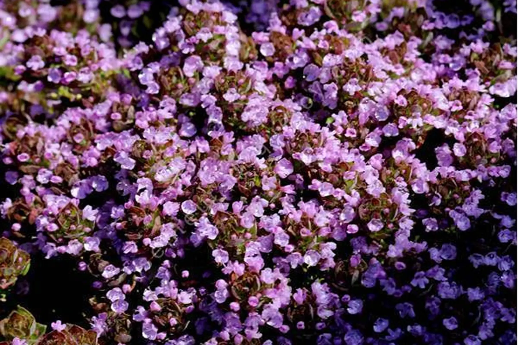 Thym rose