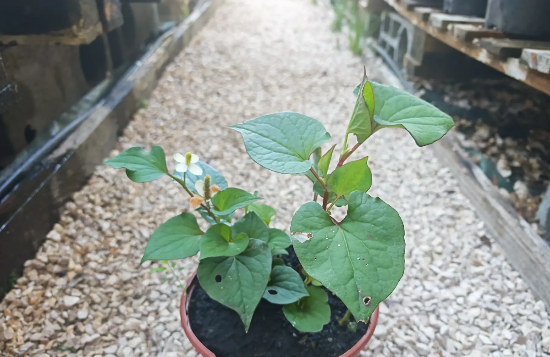 poivrier de chine houttuynia cordata