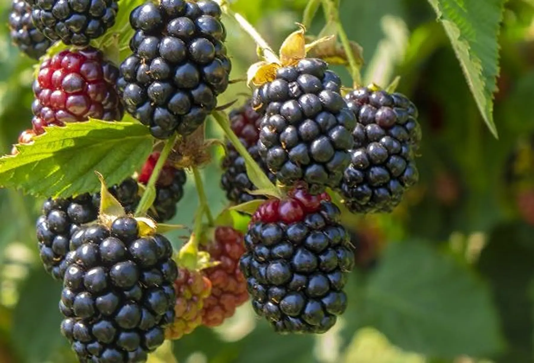 Mûrier s.épines Triple Crown