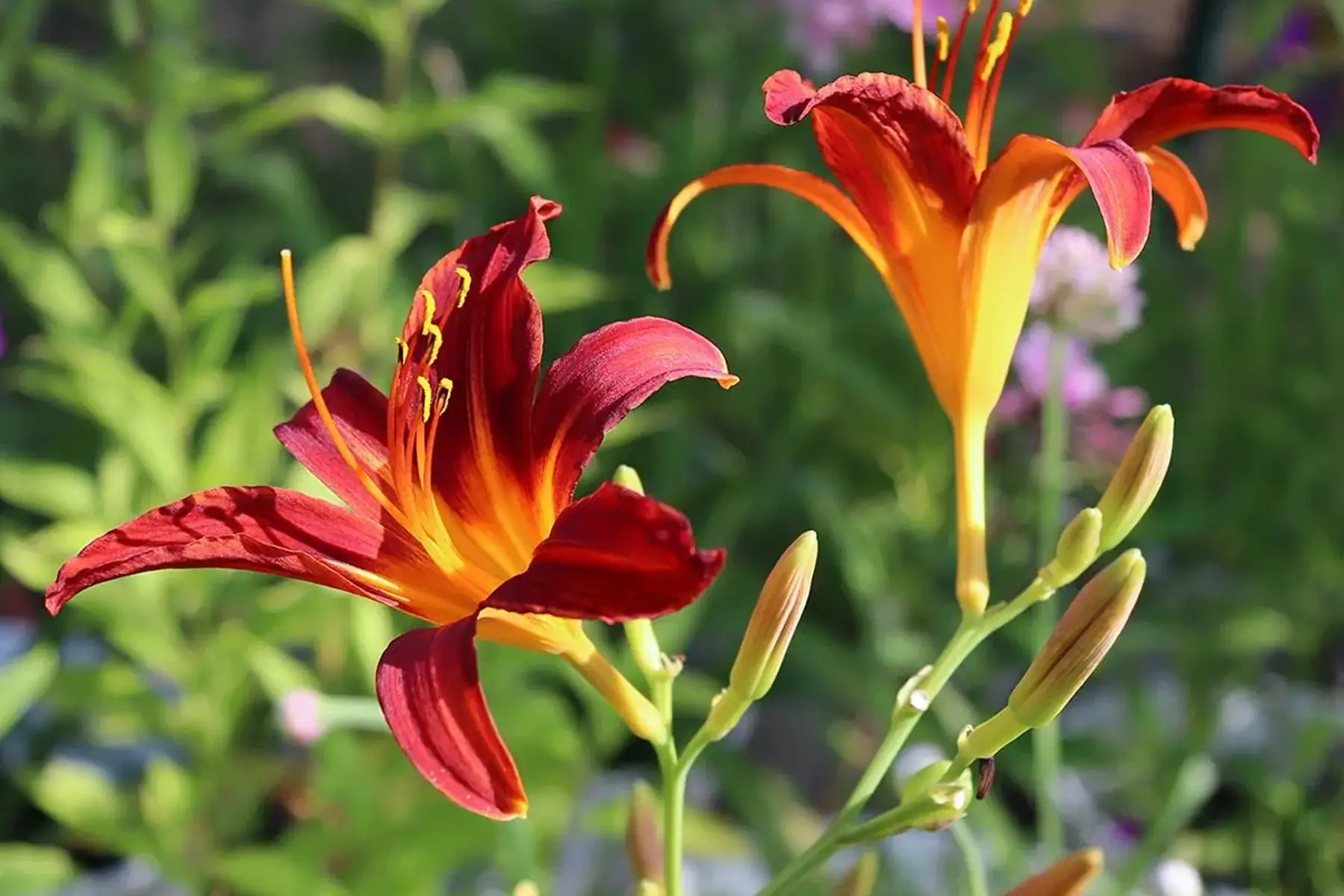 Hémérocalle crimson pirate