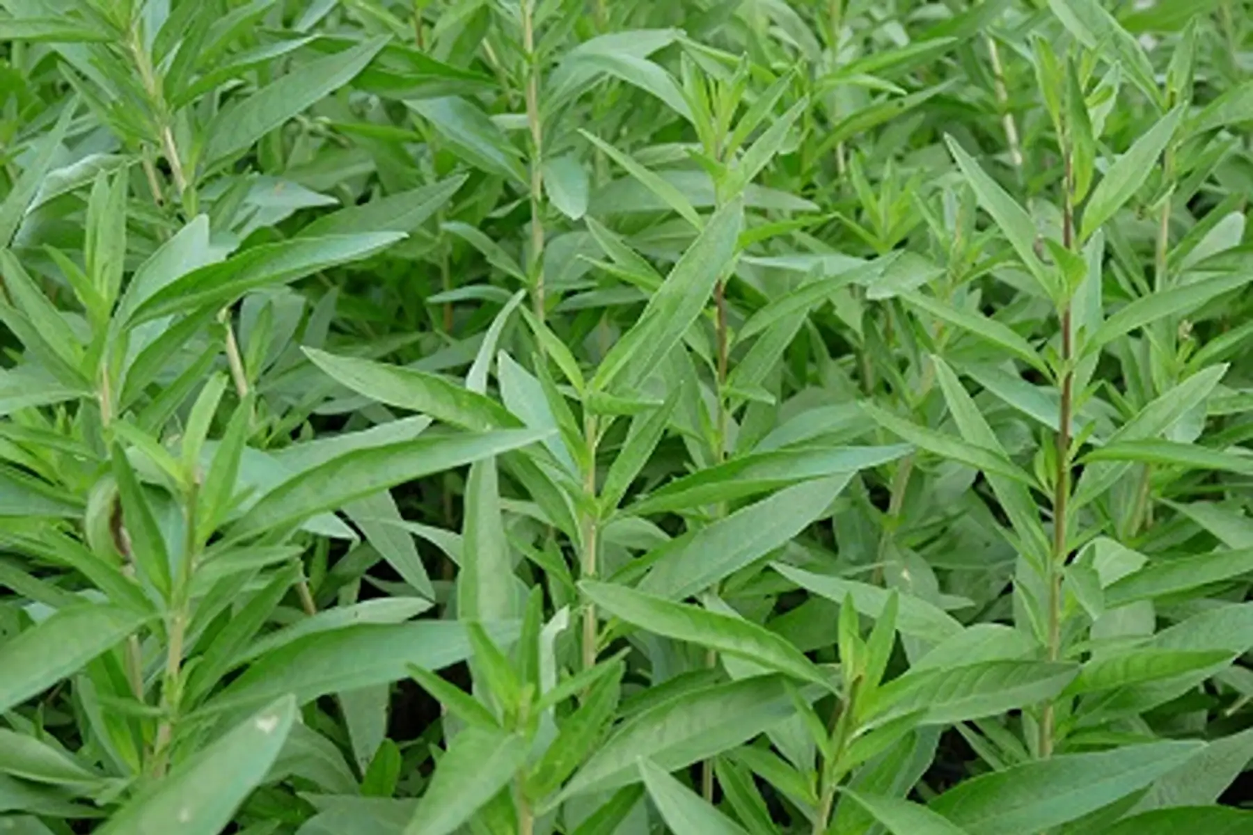 verveine d'argentine bubble gum