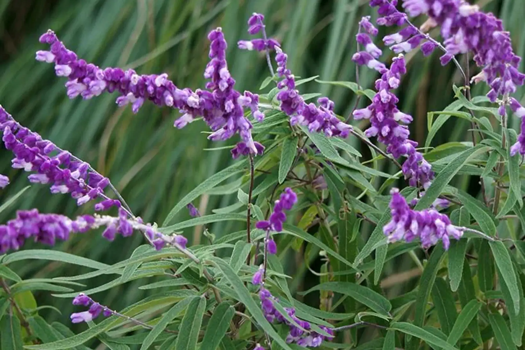 sauge du mexique - salvia leucantha