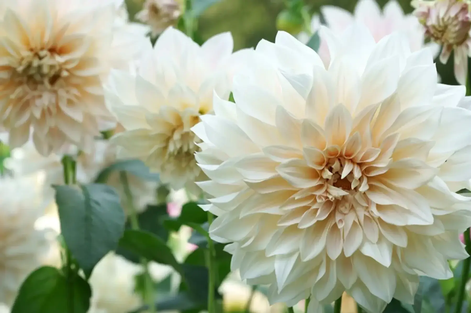 Dahlia géant Café Au Lait