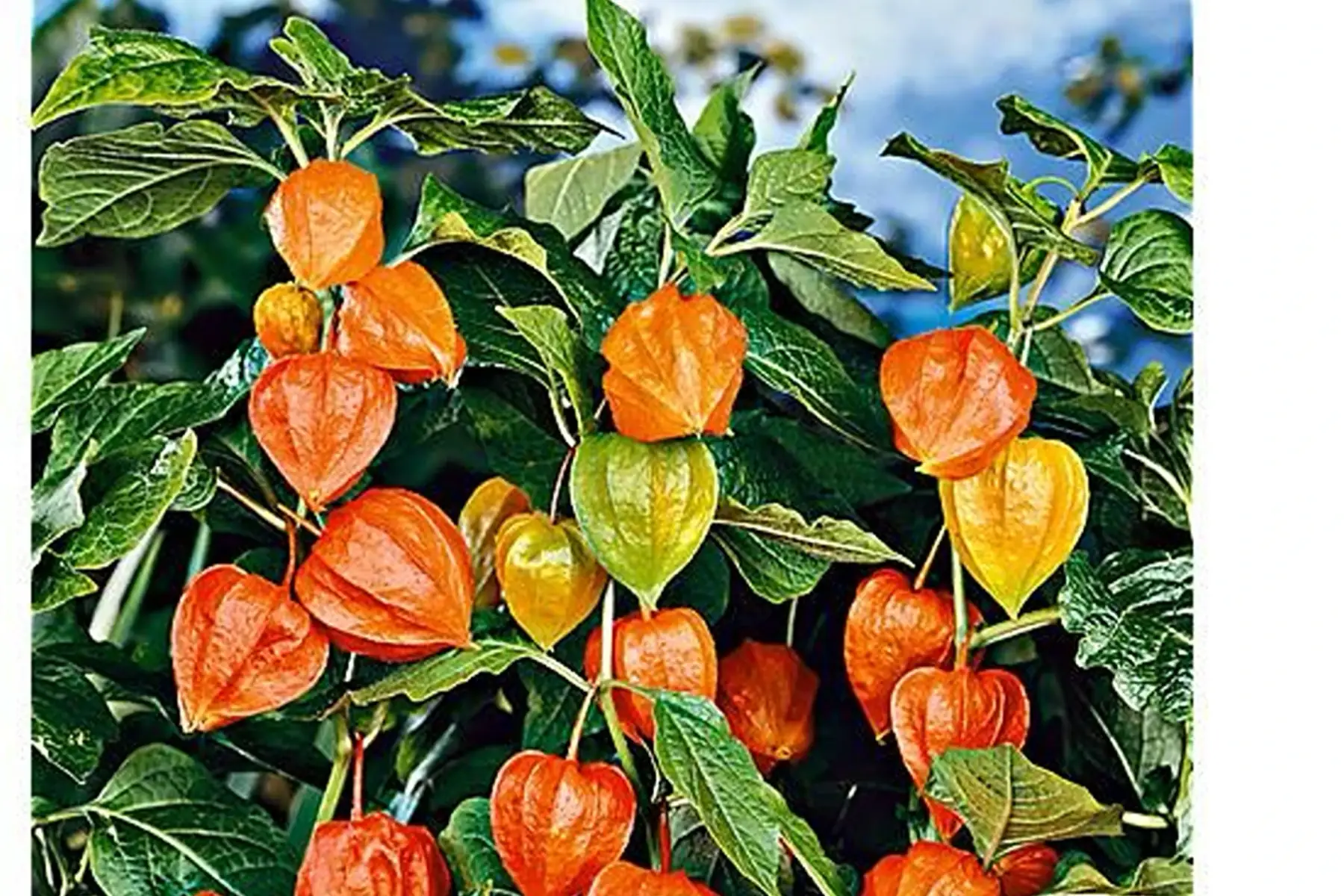 Physalis naine franchetti