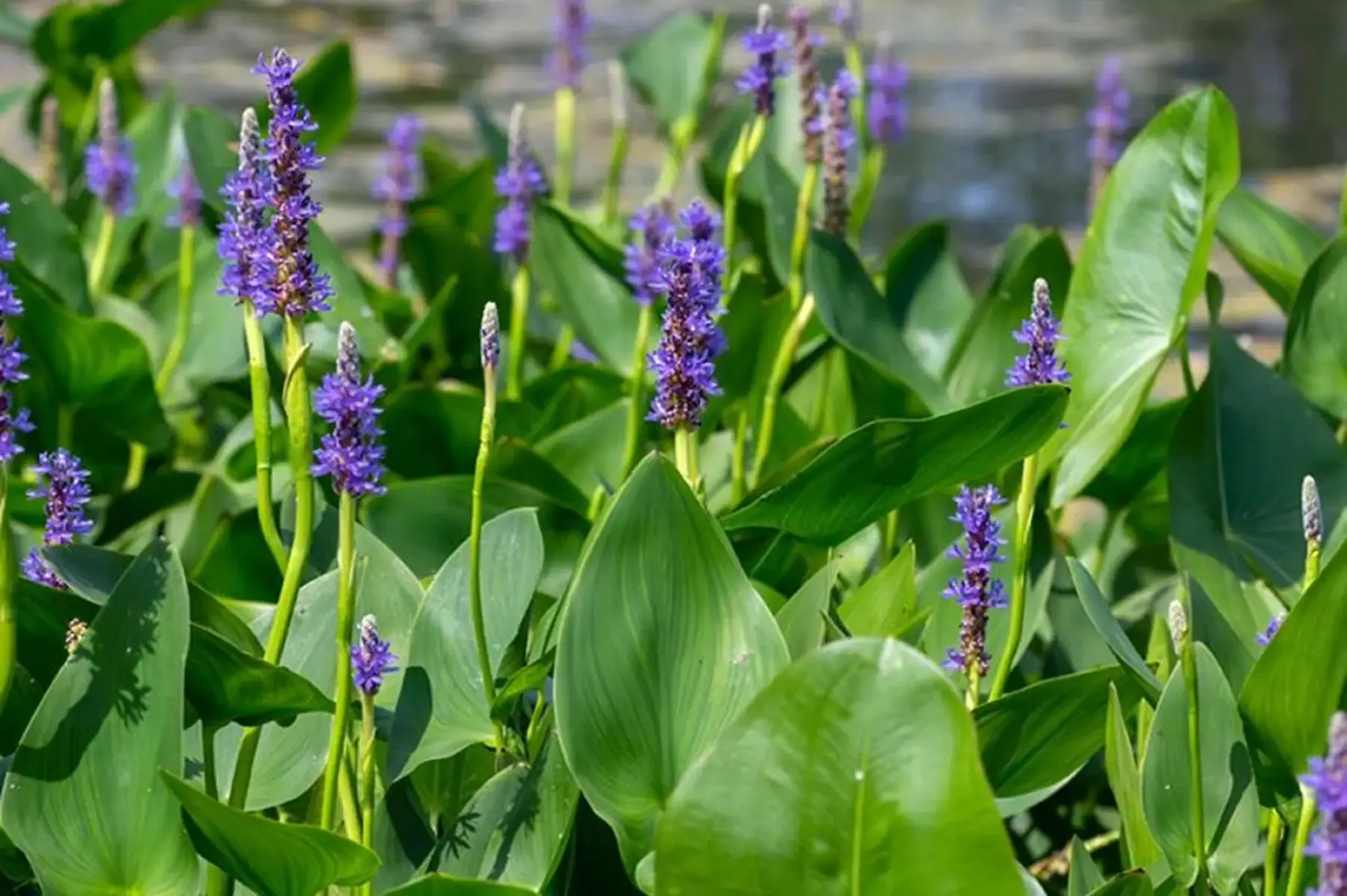Pontédérie à feuilles en cœur