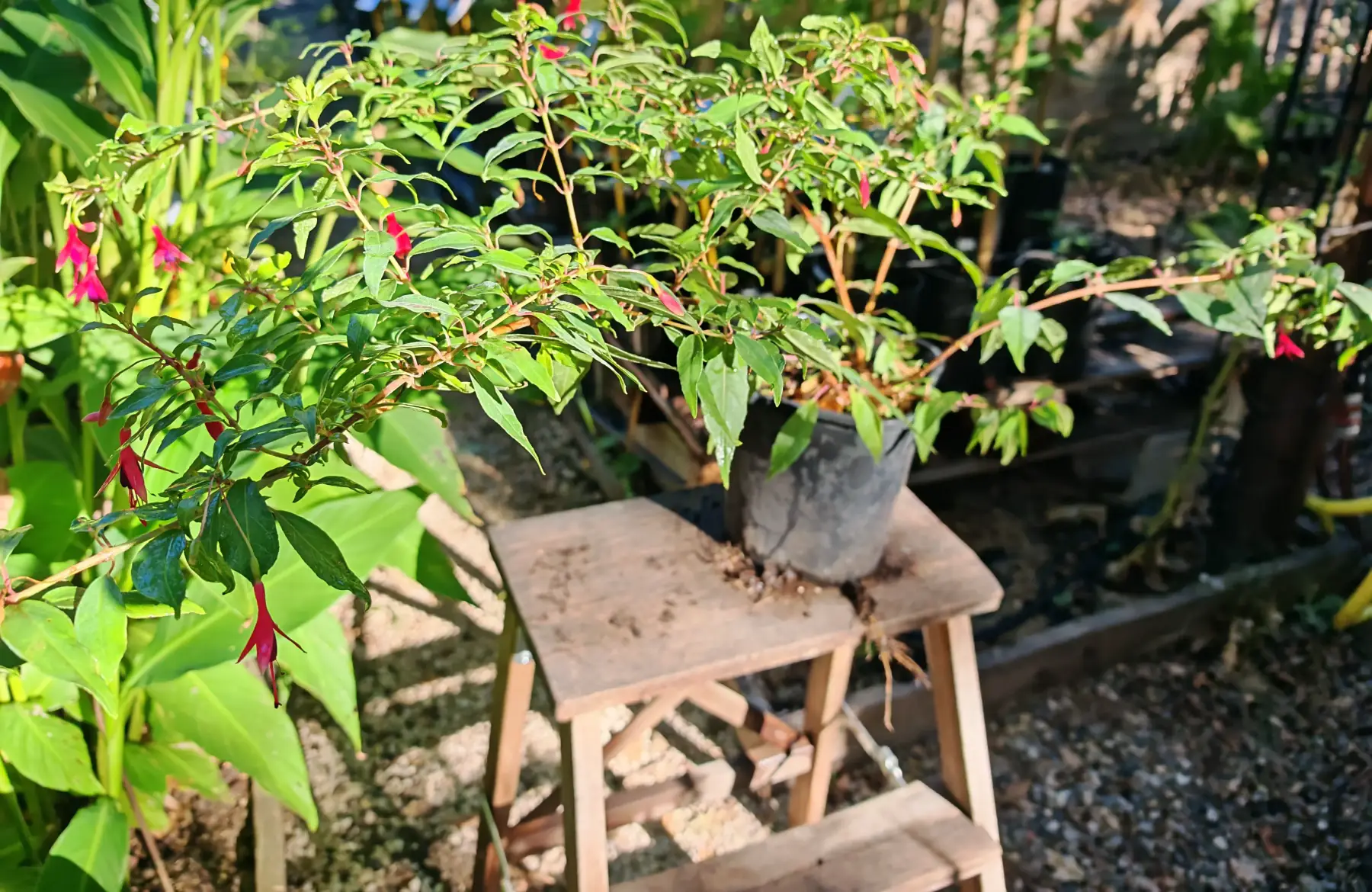 Fuchsia regia reitzii