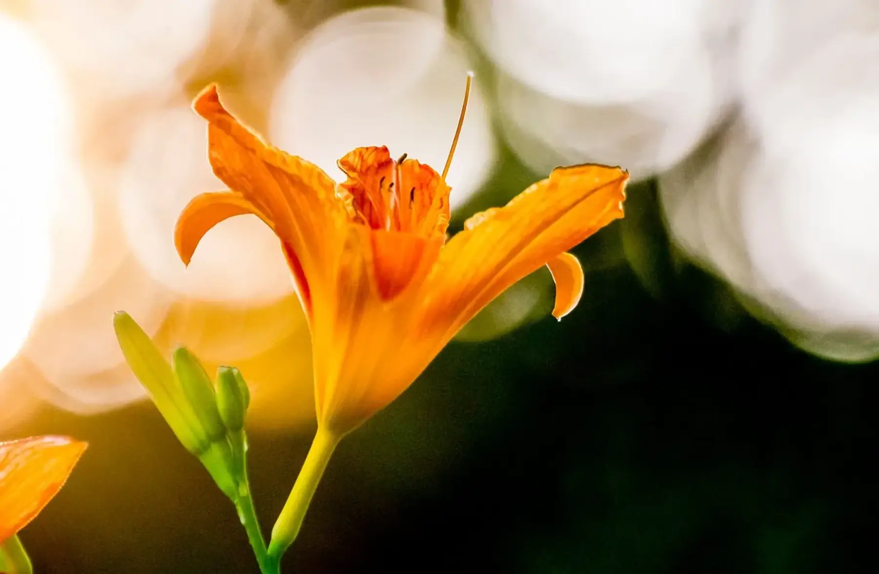 Hémérocalle topaze