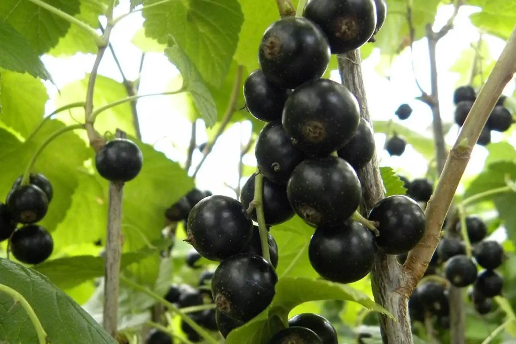 Cassissier géant de boskoop