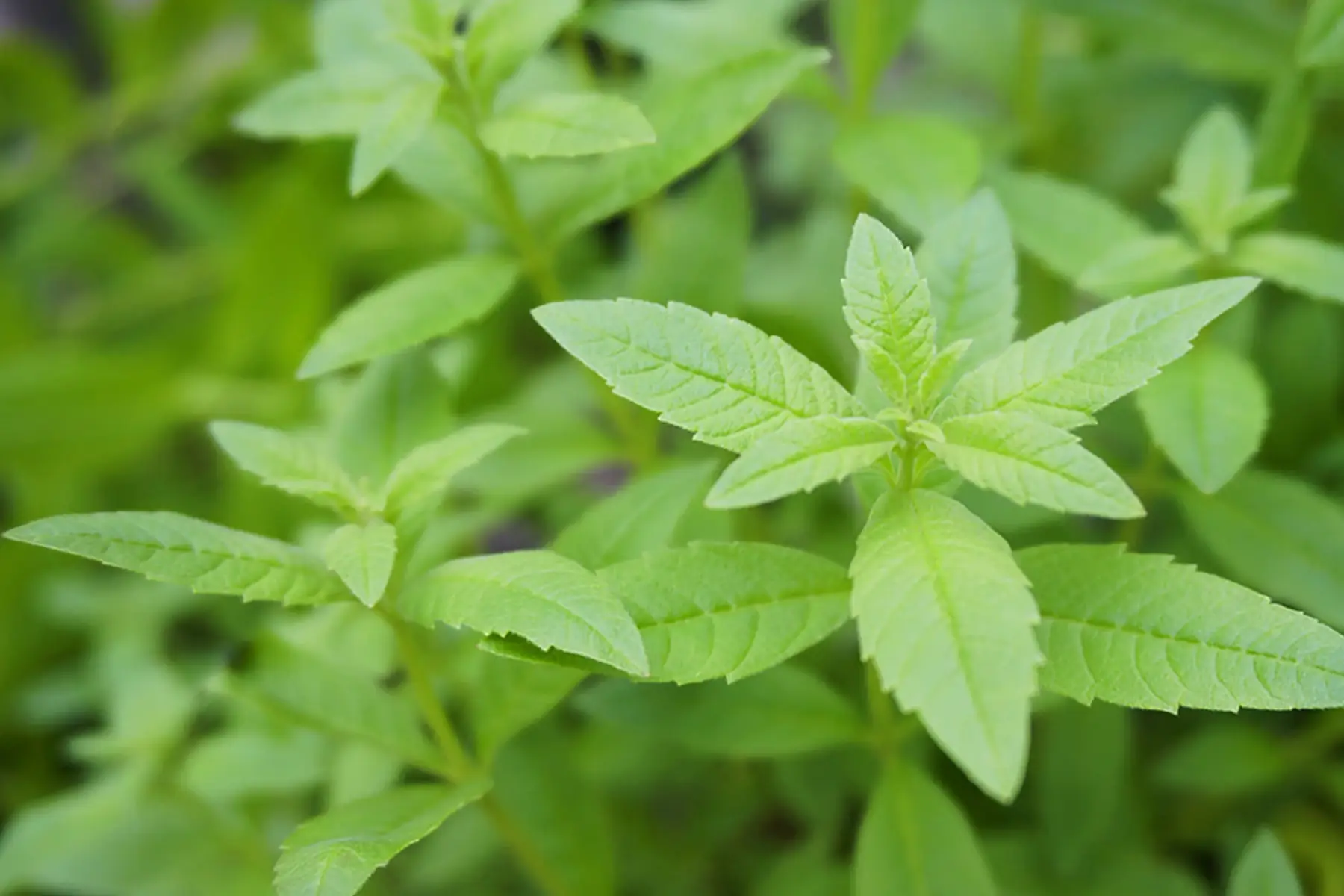 Verveine citronnelle odorante