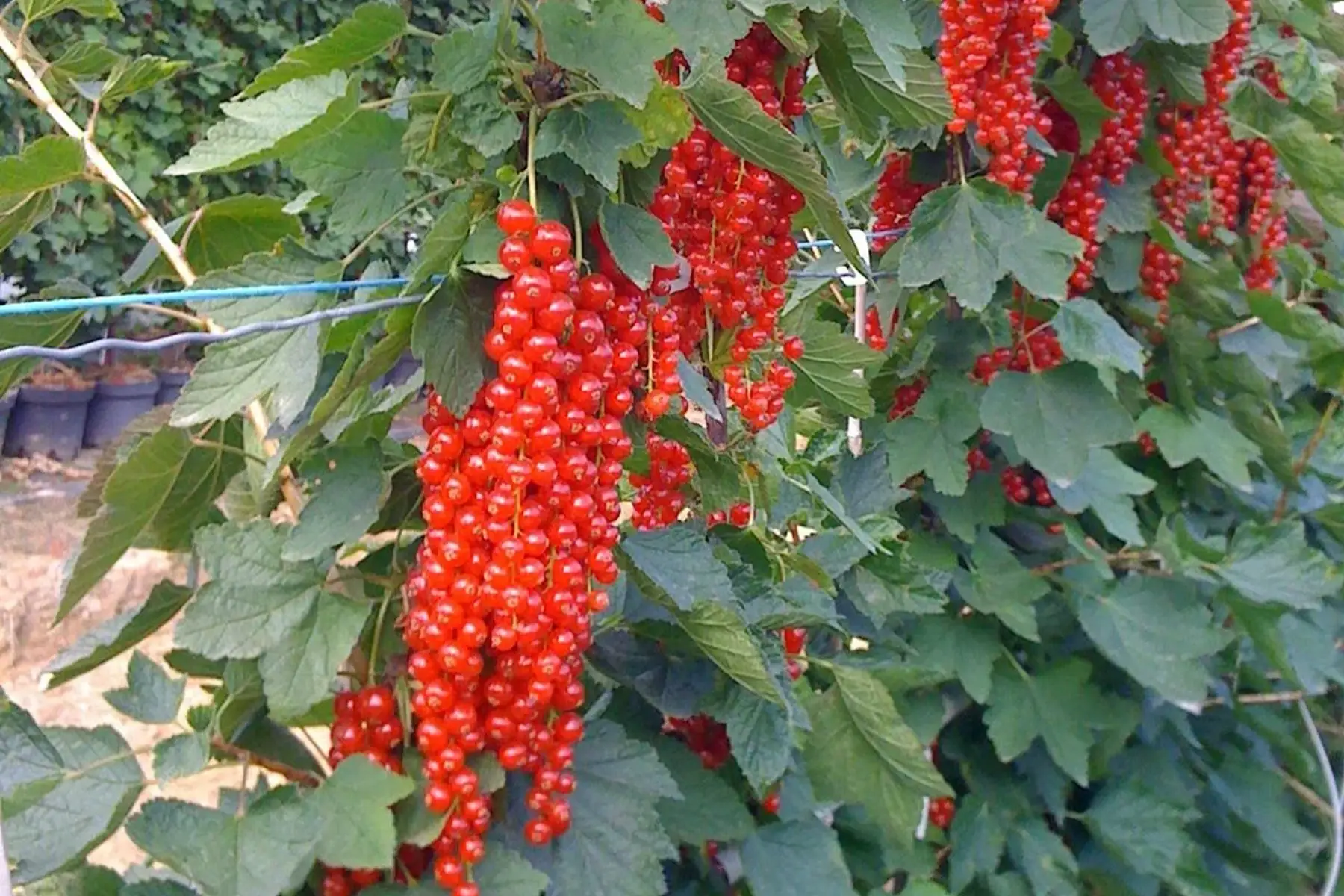 Groseillier à grappes Rovada