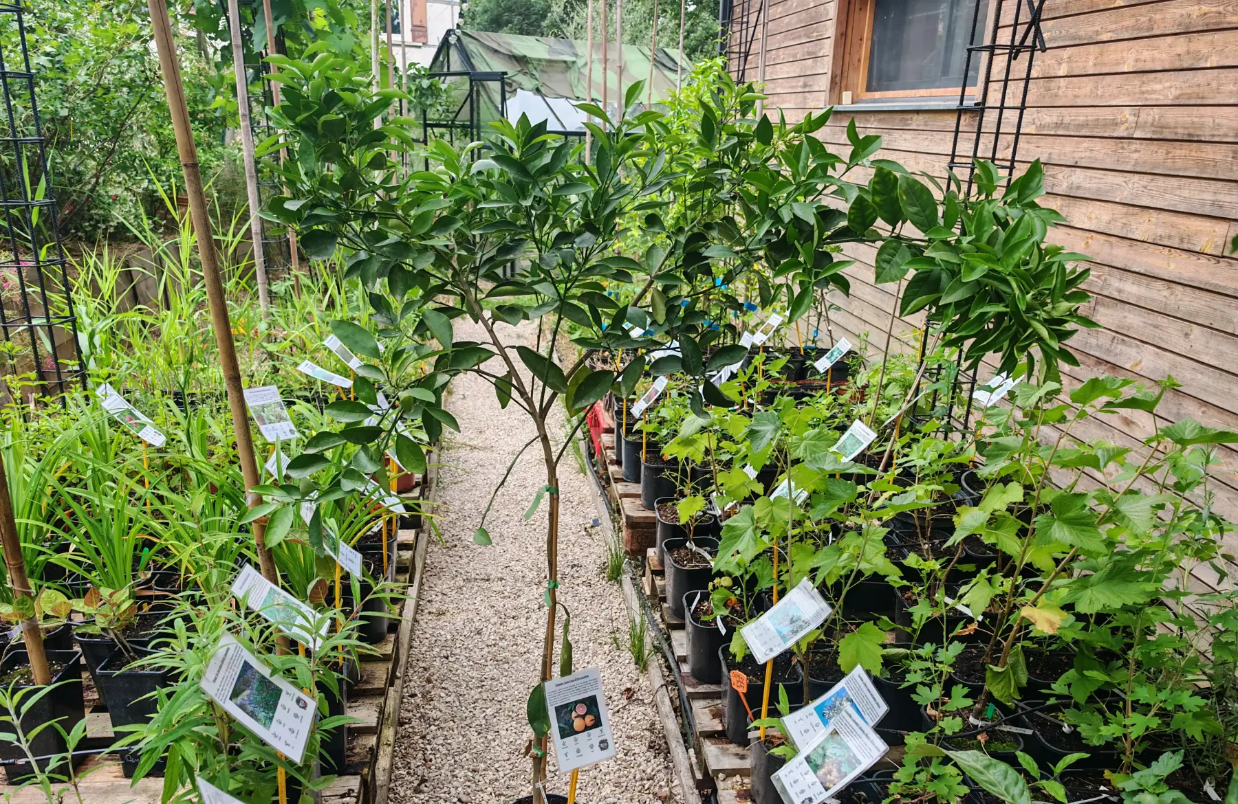 Oranger Cara Cara (Citrus sinensis)