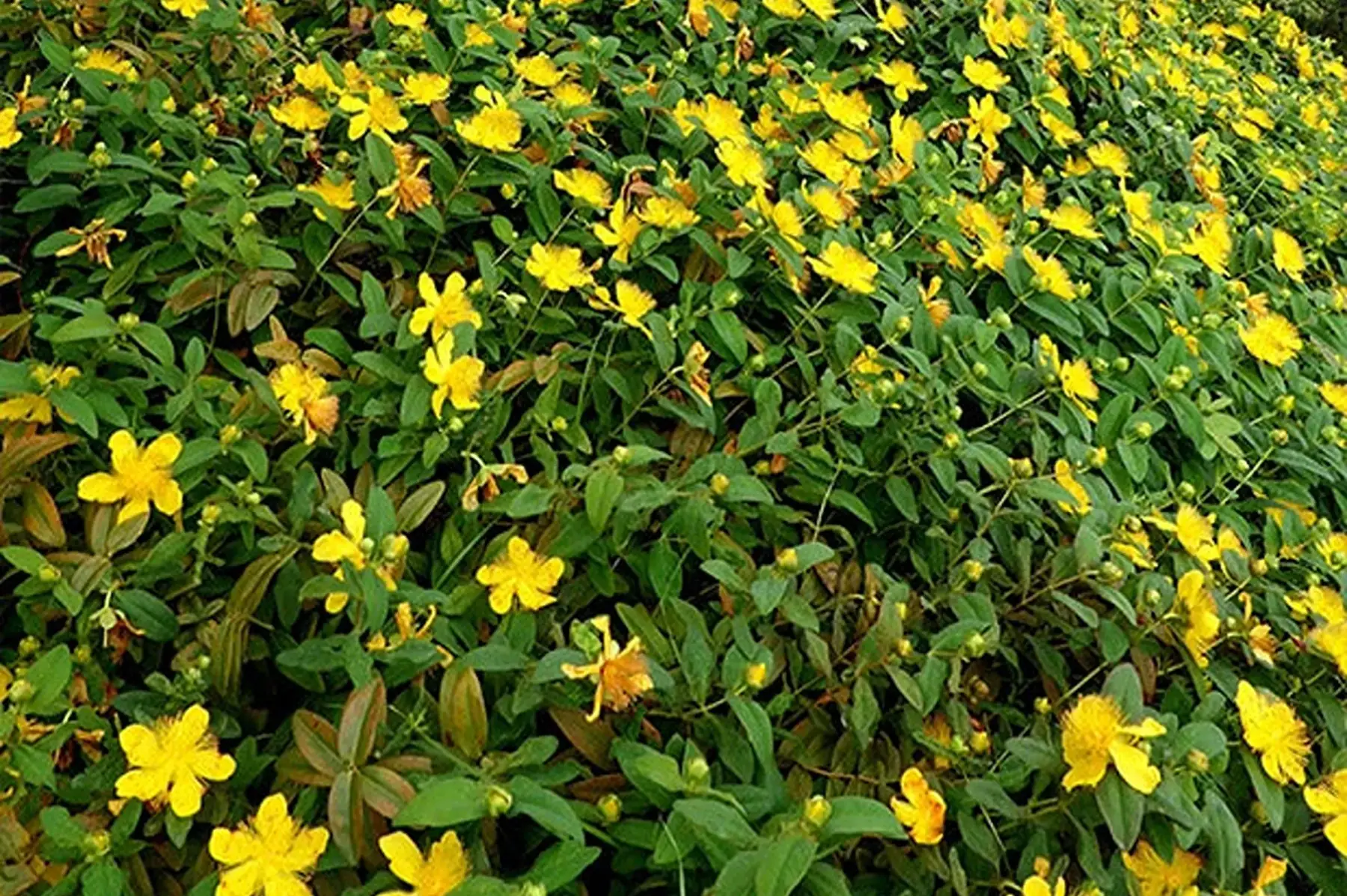 Millepertuis persistant