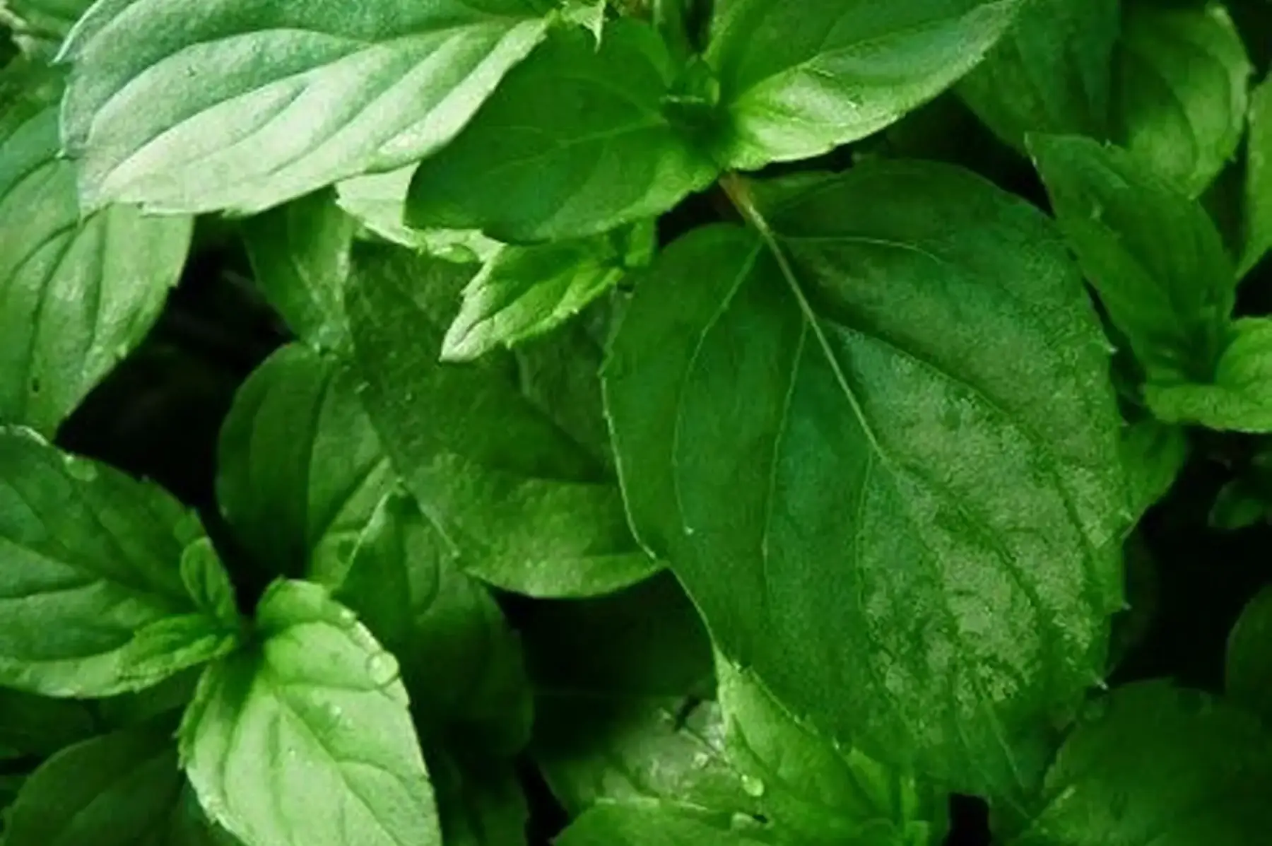 Basilic menthe