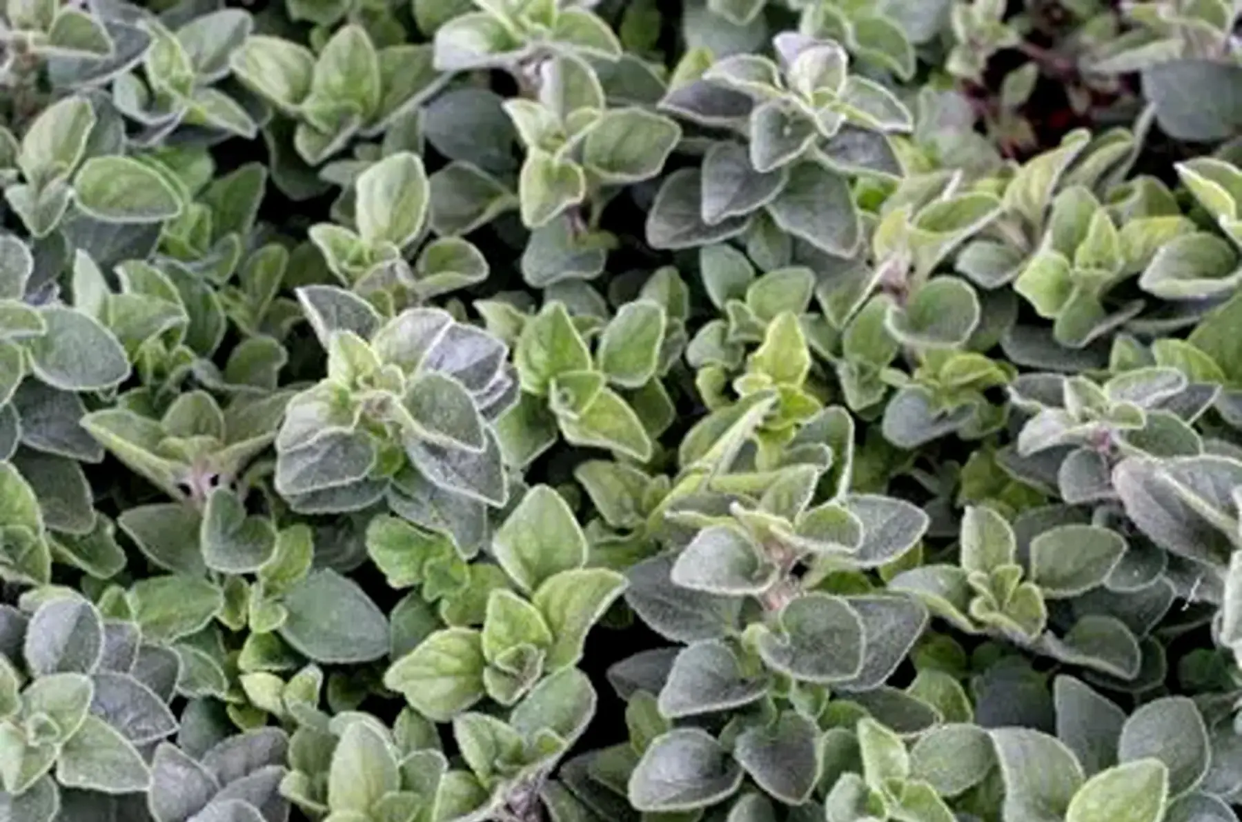 Origan Hot and Spicy (Origanum vulgare)