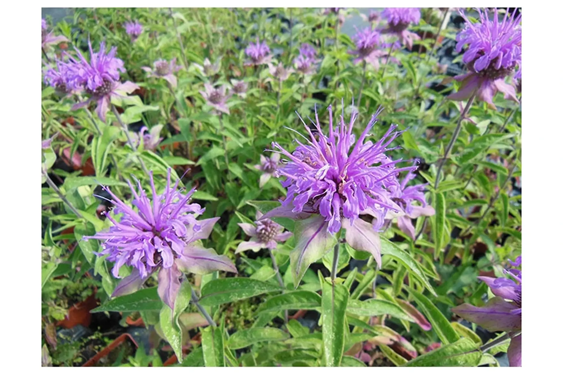 monarde menthe