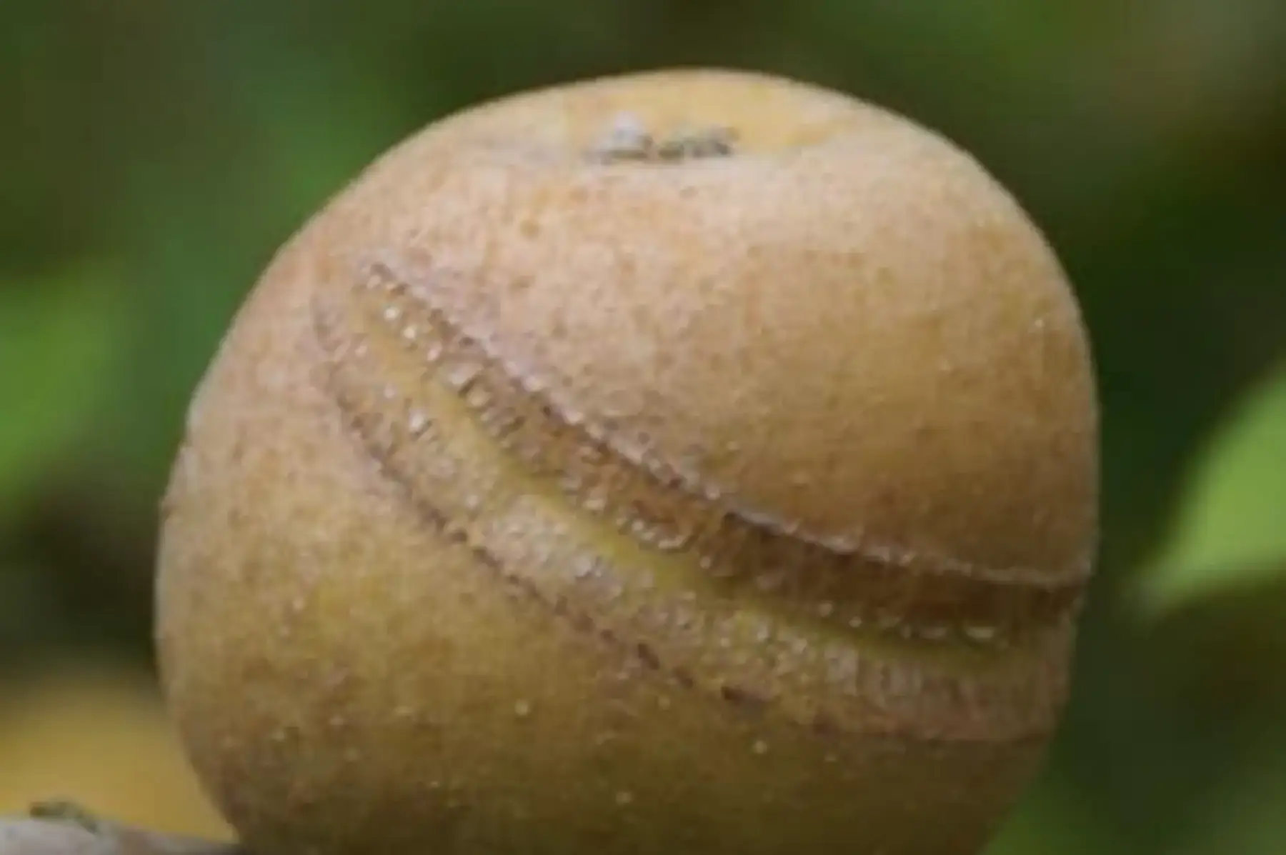 Pommier Patte de Loup