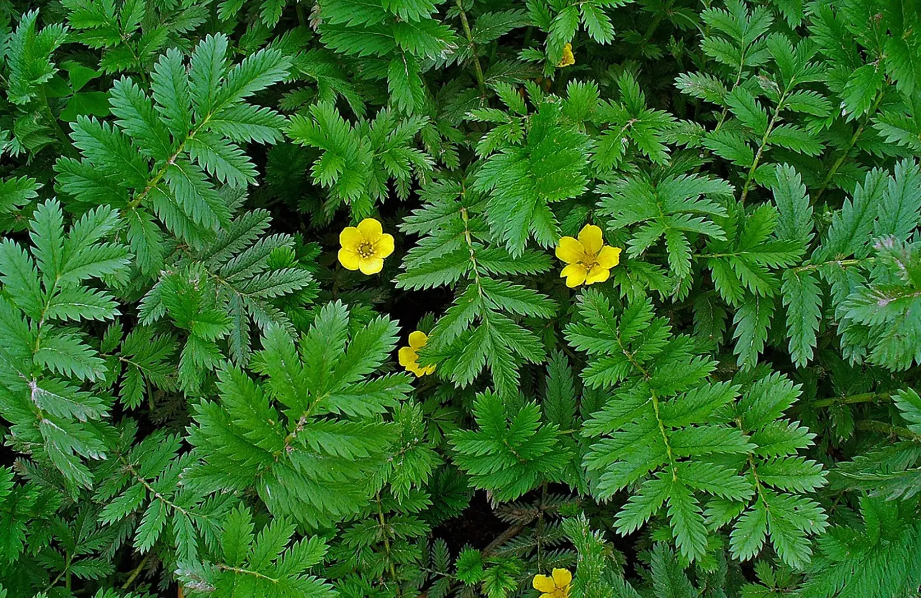 Potentille ansérine