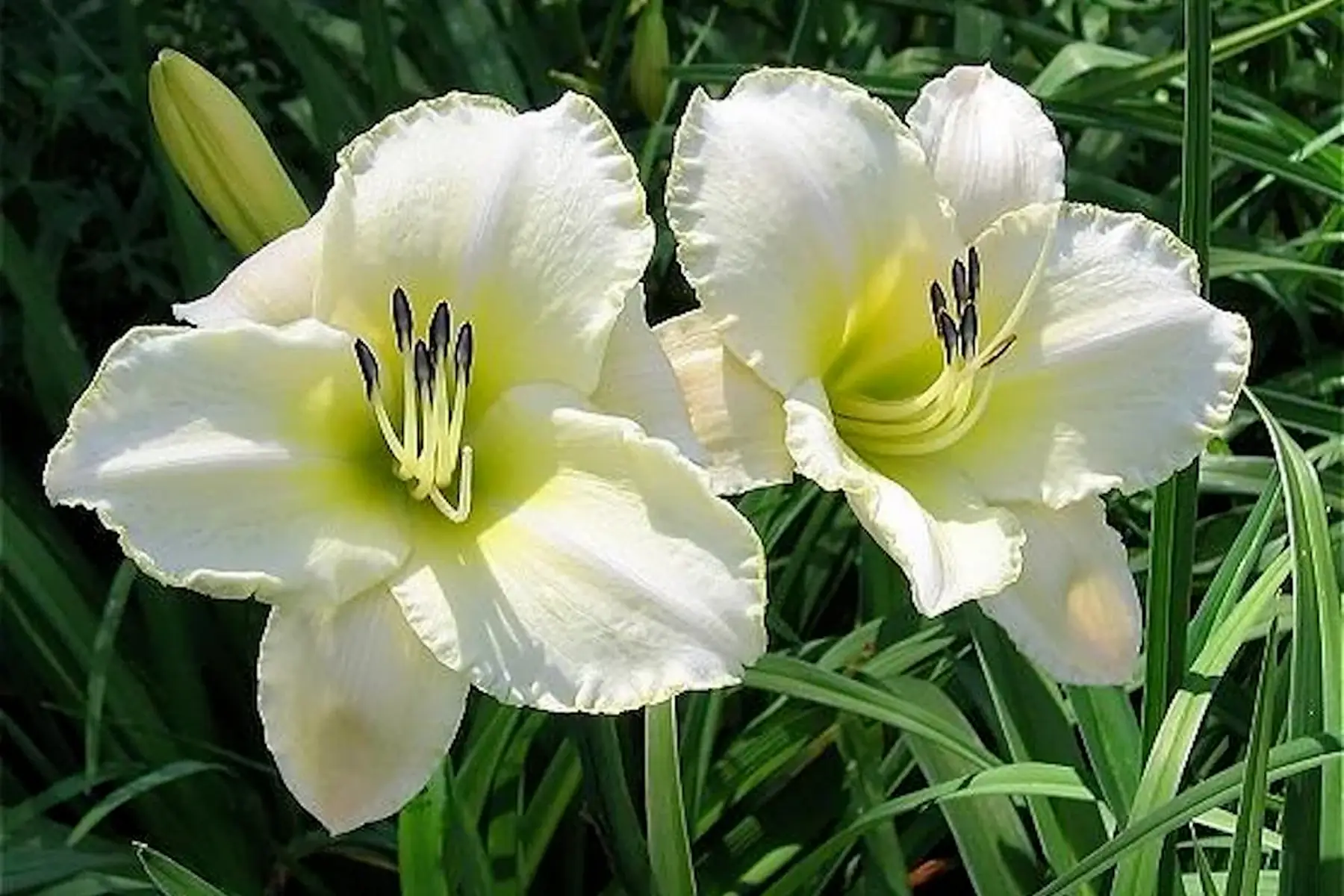 Hemerocalle Artic Snow