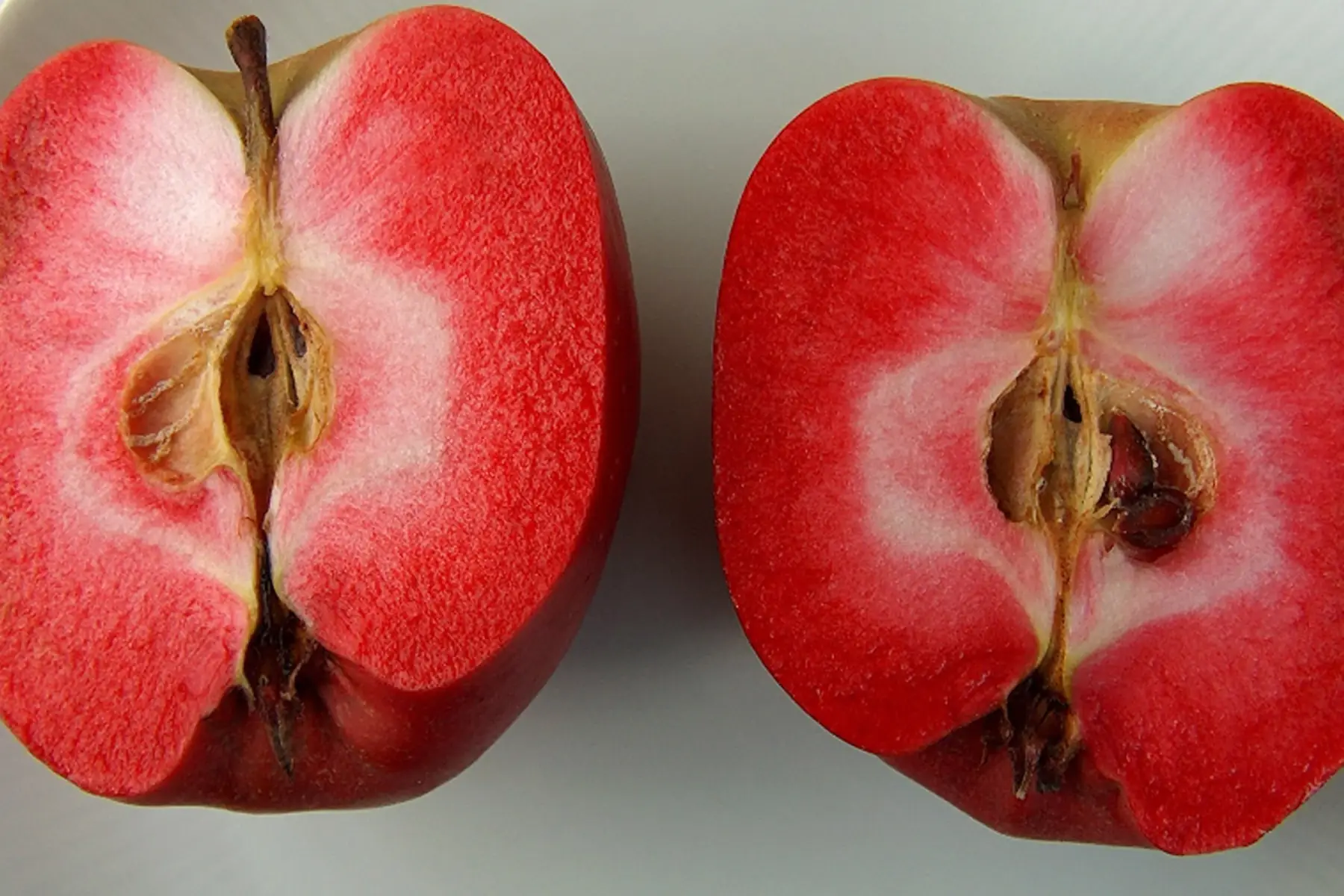 Pommier Rote Gardeteler